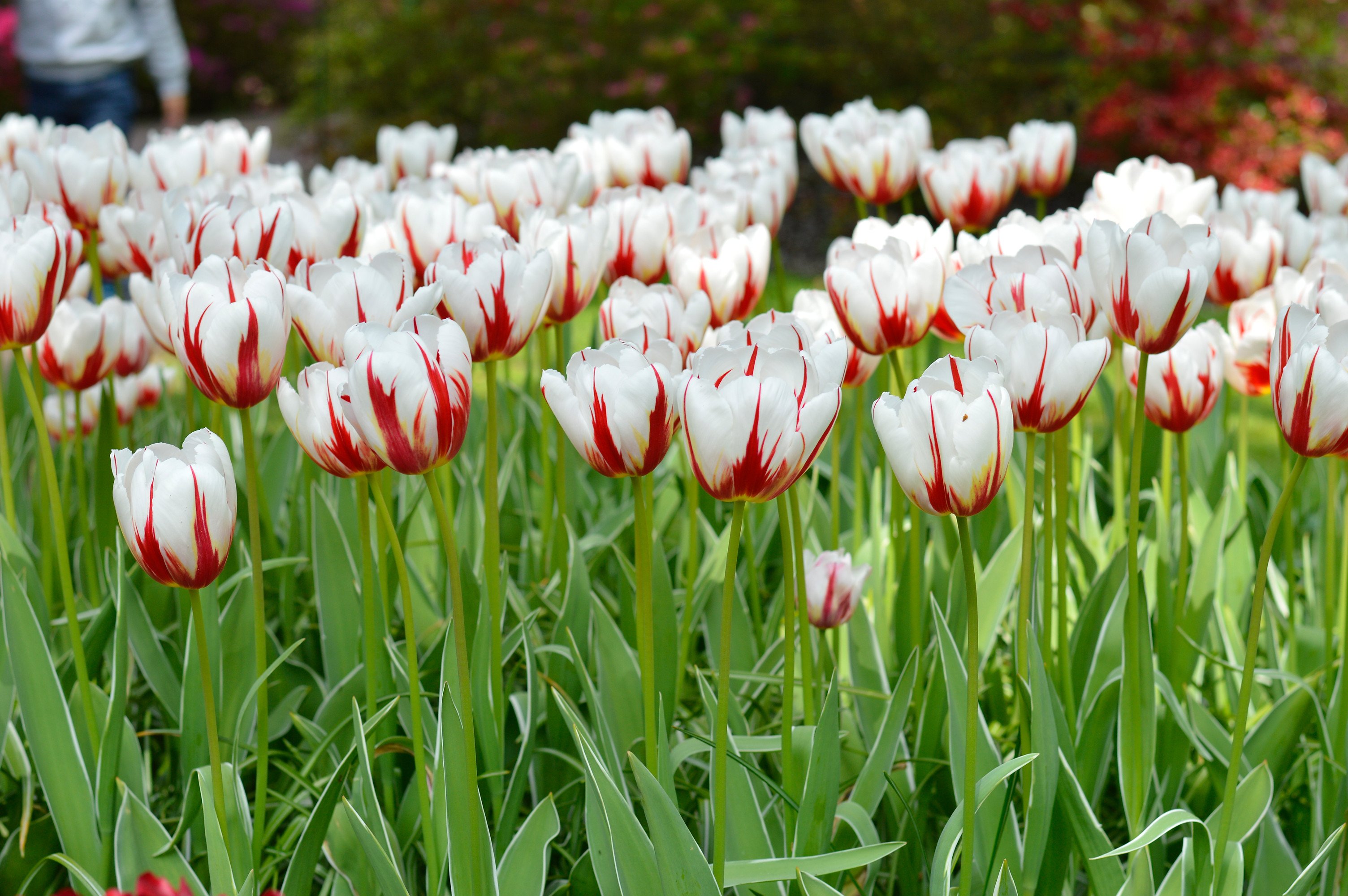 Tulip Happy Generation Landscaper Special | DutchGrown