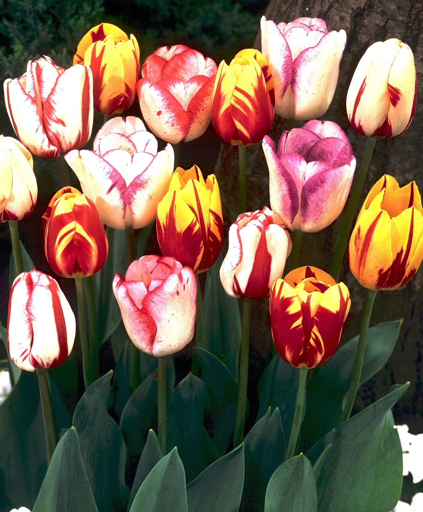 The Rembrandt Tulip Mixture - Single Late Tulips - Tulips - Flower ...