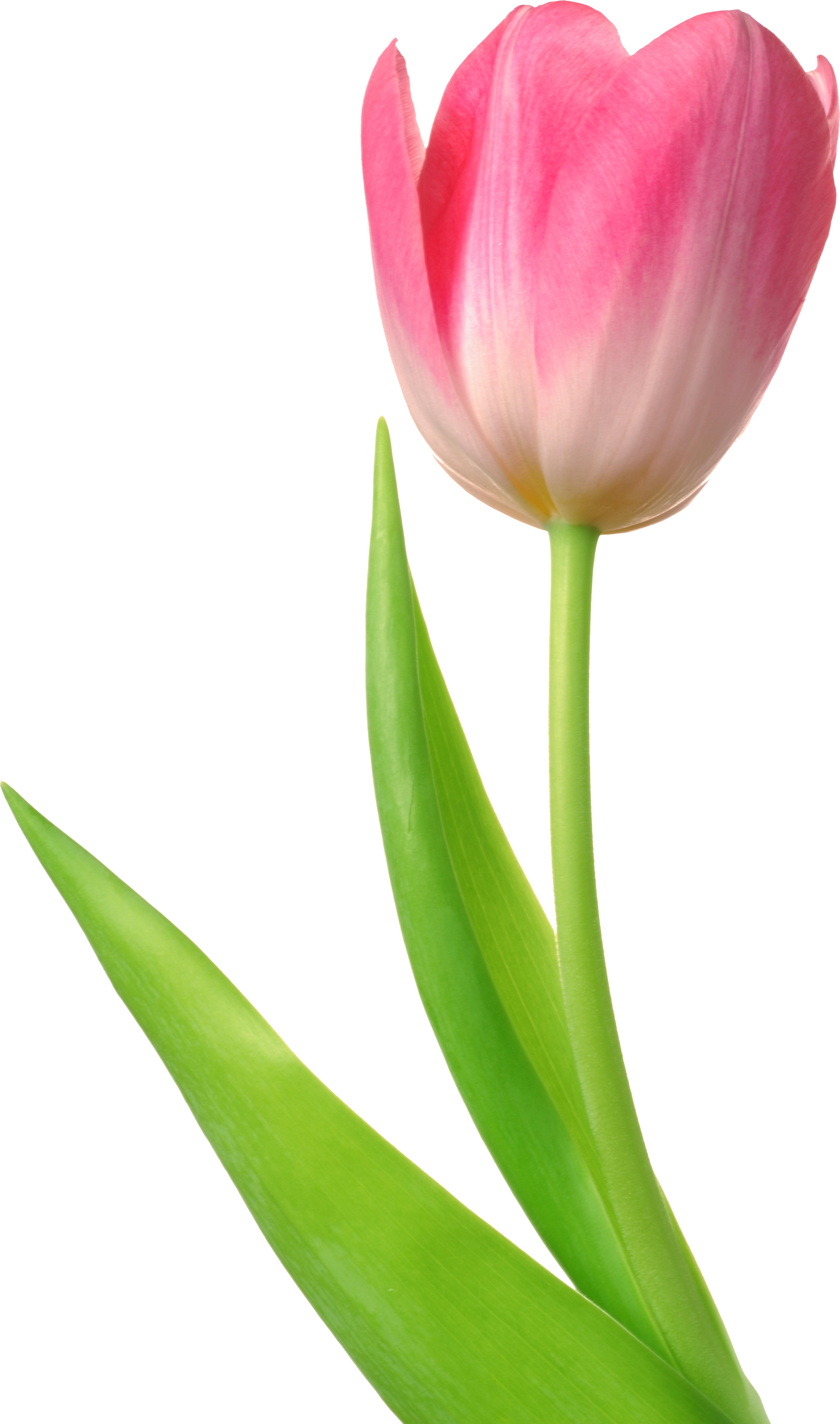 Tulip High Quality PNG | Web Icons PNG