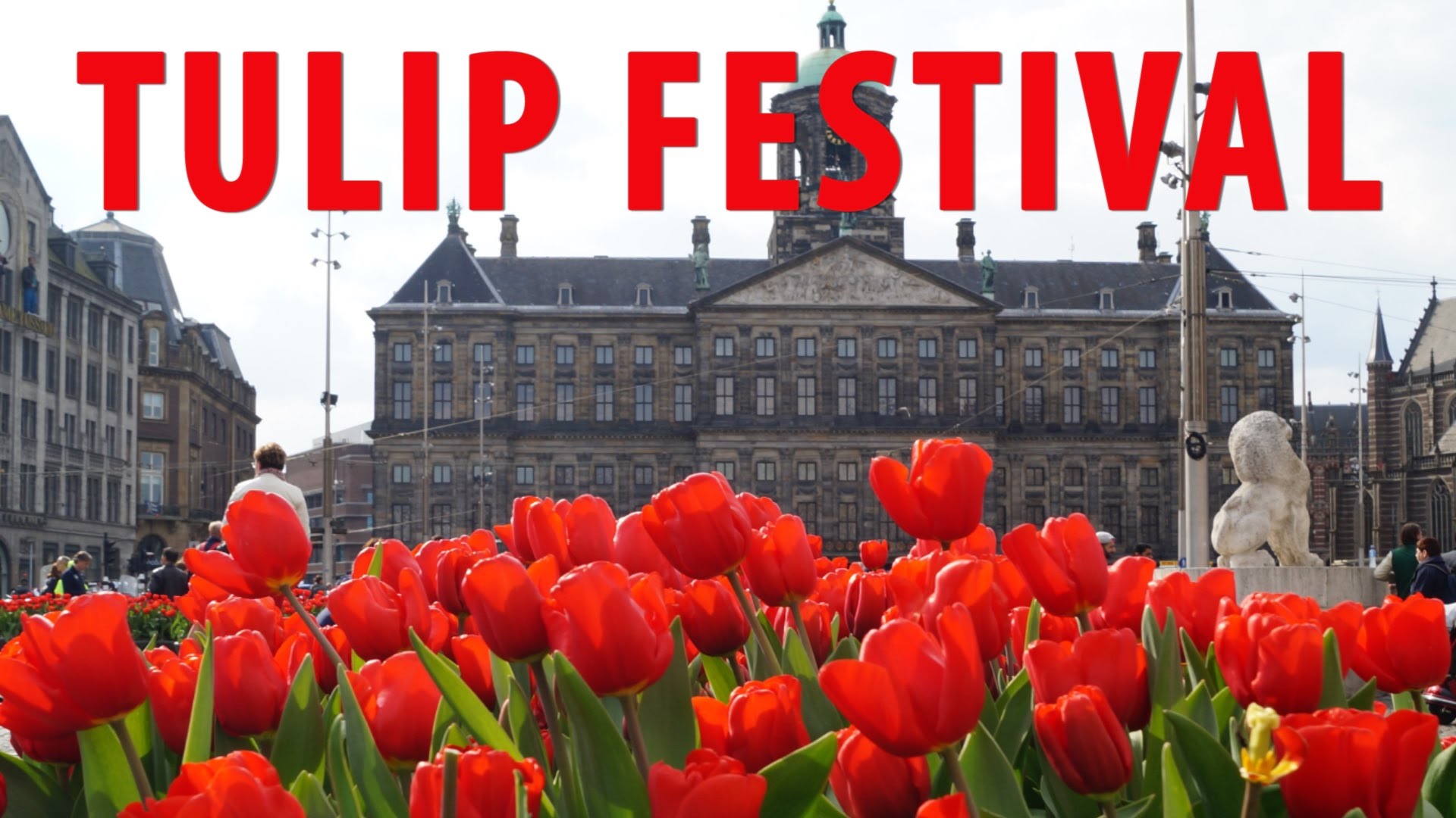 Tulips of Amsterdam- Tulip Festival 2016 - YouTube