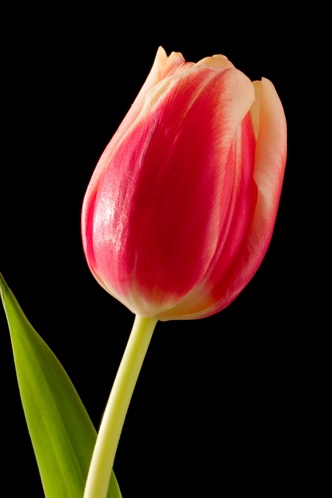 Mind-blowing Facts About Tulips You Definitely Cannot Miss