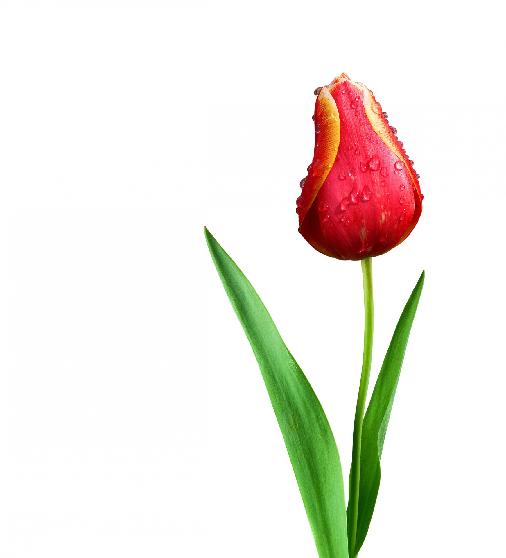 Tulip Isolated Free Stock Photo - Public Domain Pictures