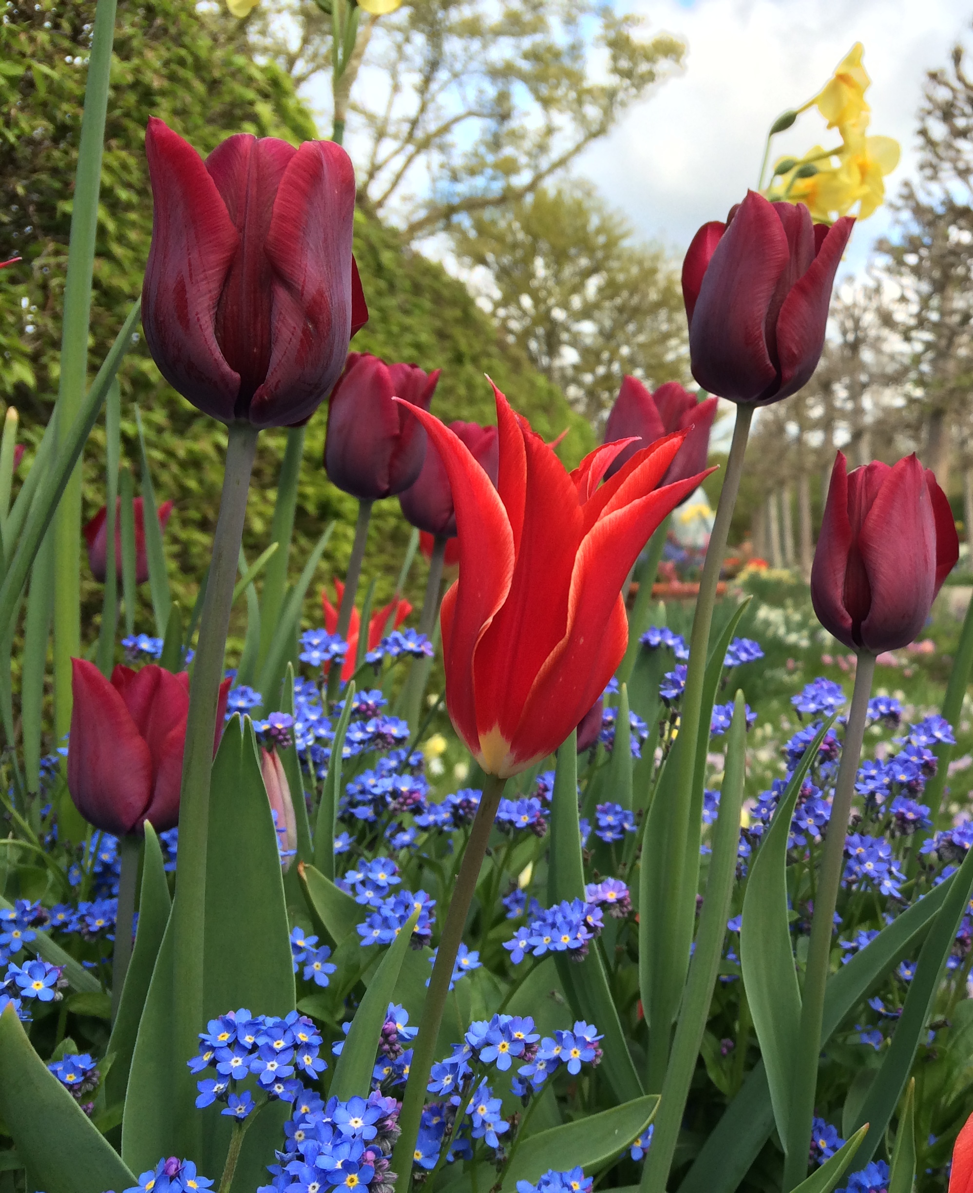 My Top Five… Tulips | SISSINGHURST GARDEN