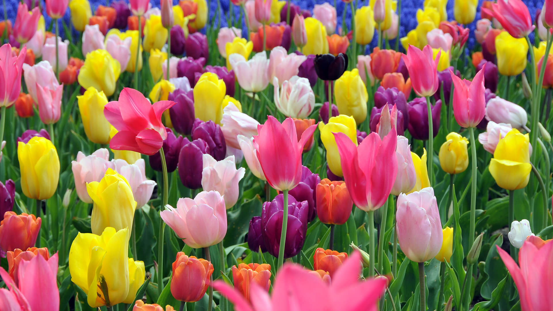American Tulip Day - Don't miss the chance to pick your own!