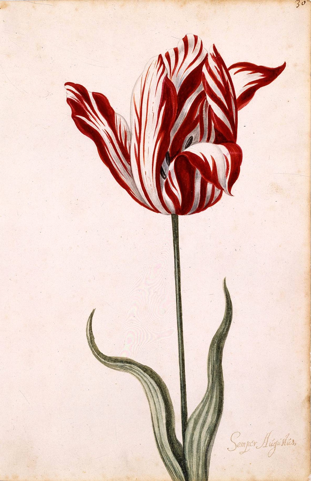 File:Semper Augustus Tulip 17th century.jpg - Wikimedia Commons