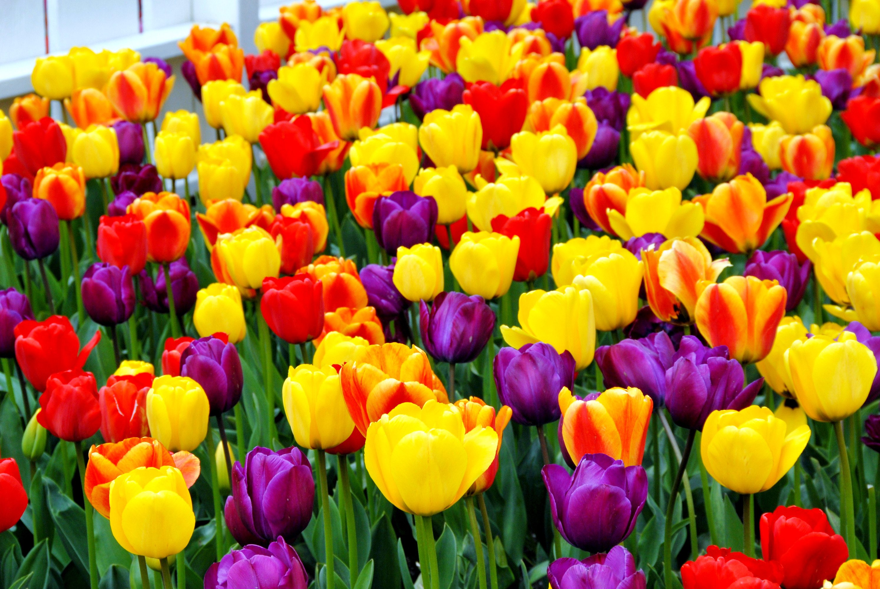 Tulip Jumbo Darwin Mixed - Flower Bulbs | DutchGrown