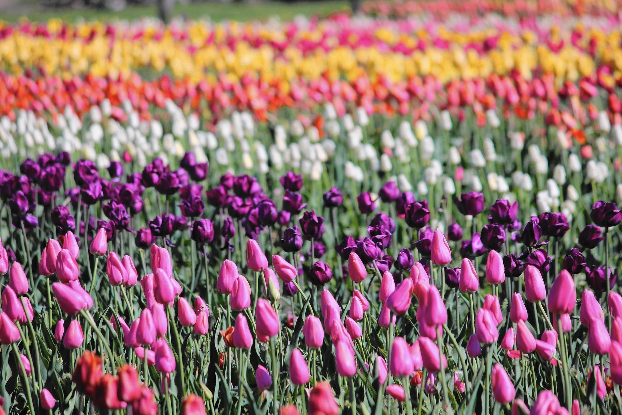2 Midwest 'Tulip Time' festivals nod to towns' Dutch heritage ...