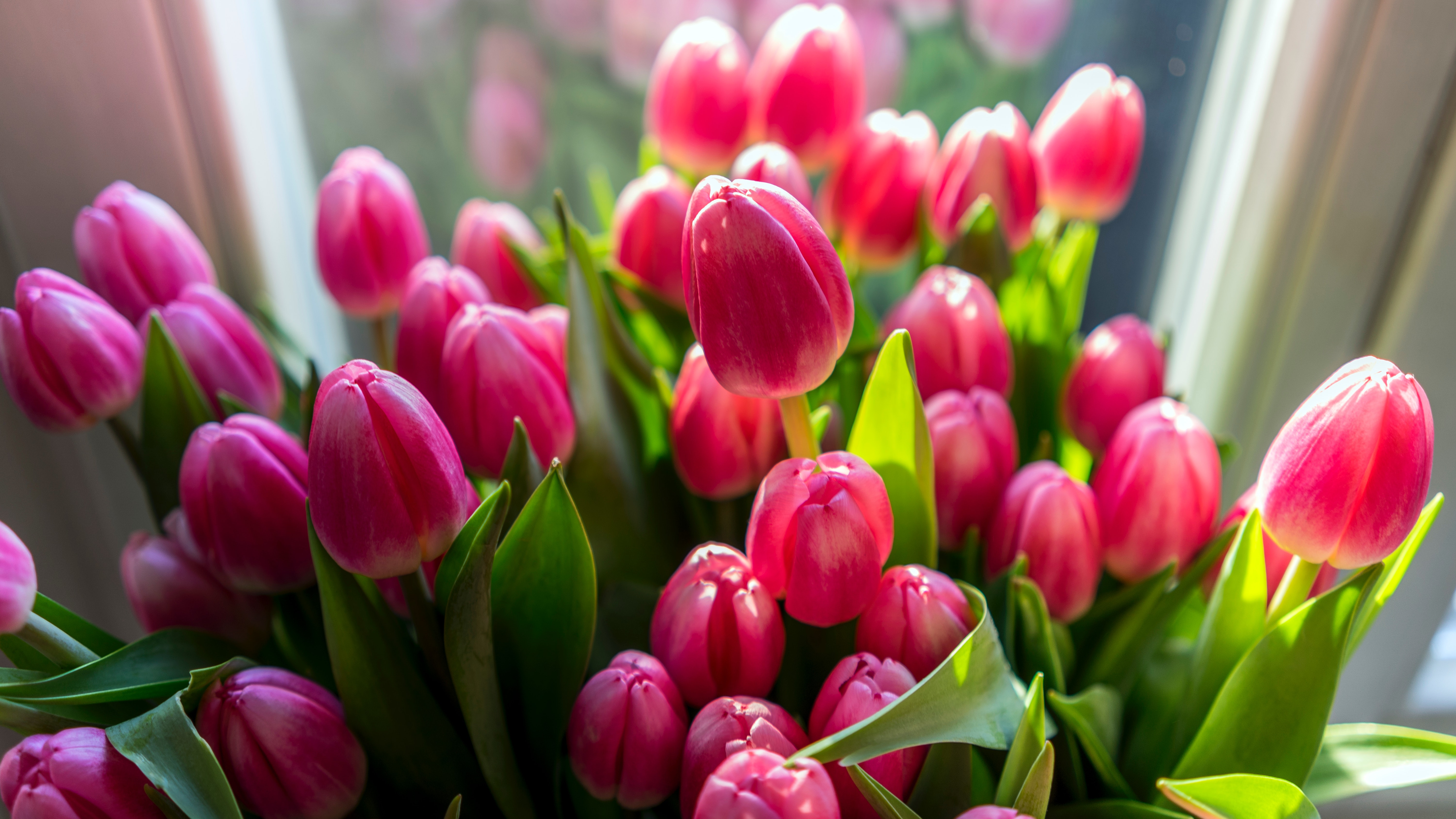 Tulip Day: The History and Importance of Nature's Best Marketer ...