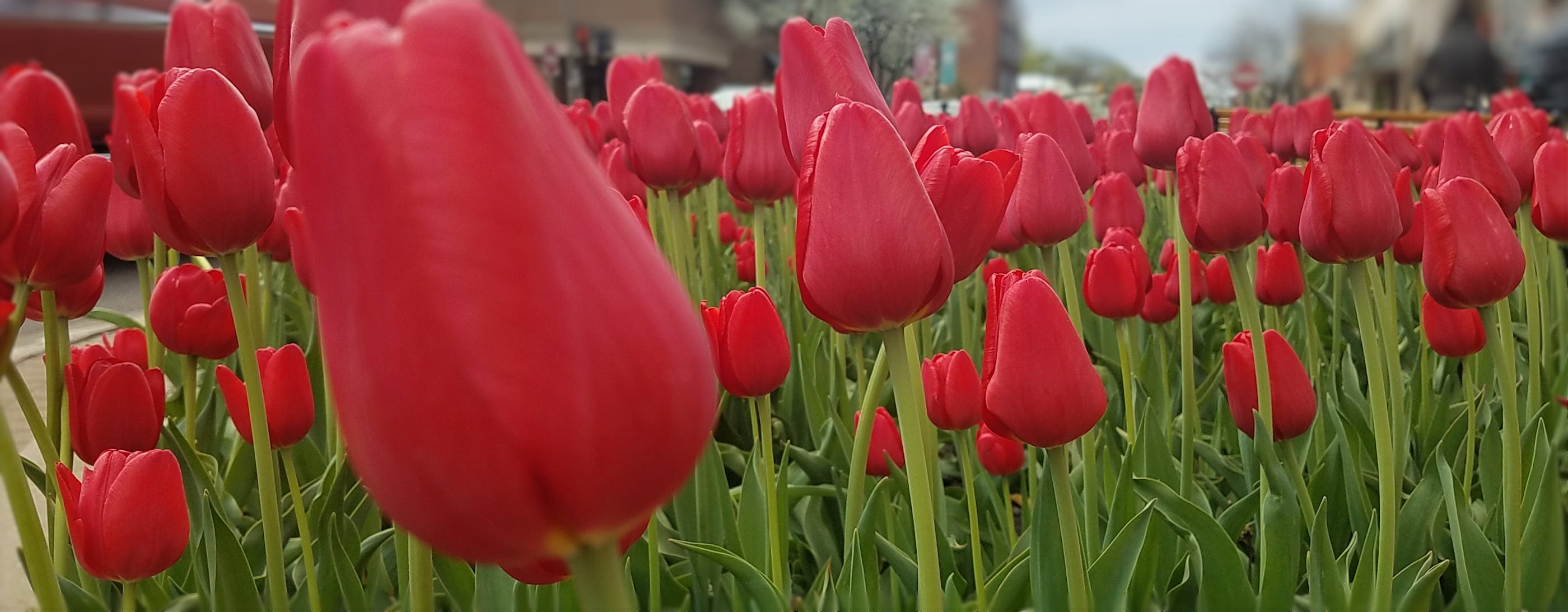 Tulip Time, May 5–13, 2018 — Holland, Michigan