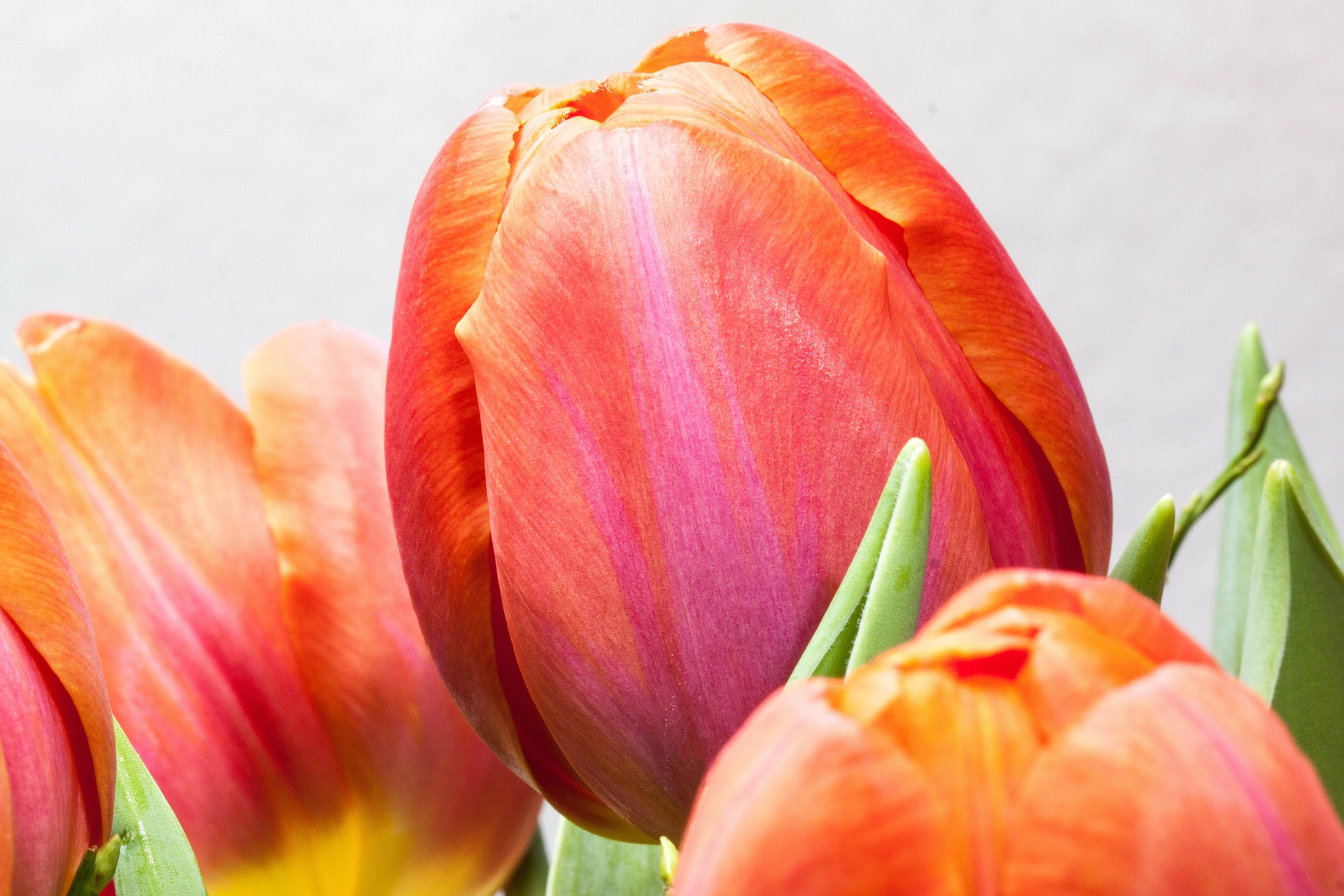 Tulip closeup photo