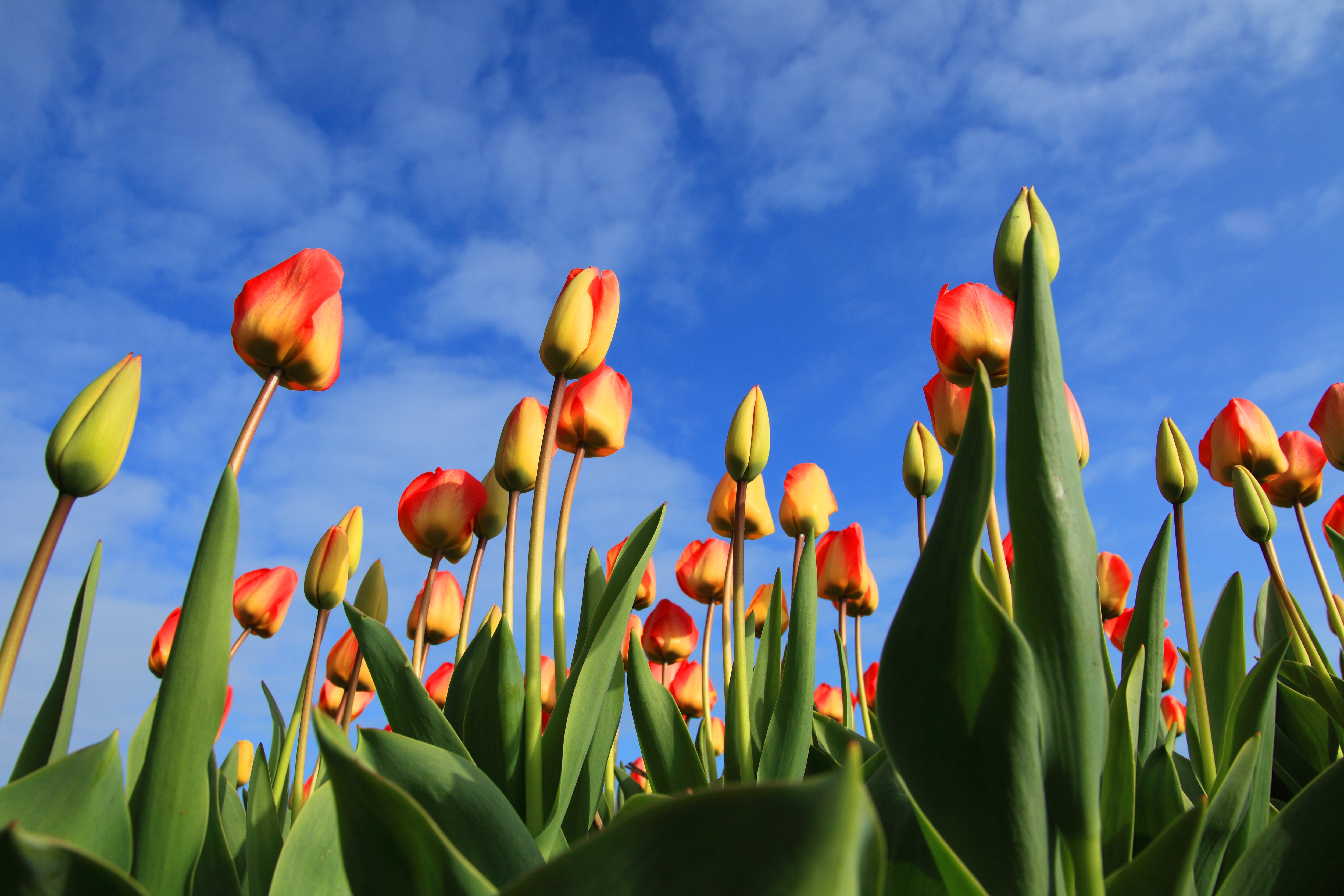 Tulip field photo