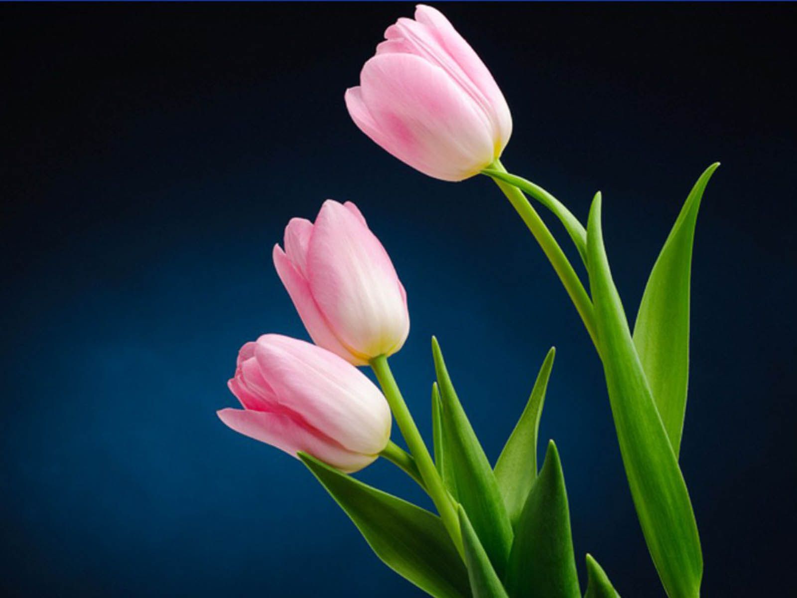 pink tulips | Pink Tulip Flower Pictures - 2013 Wallpapers | flower ...