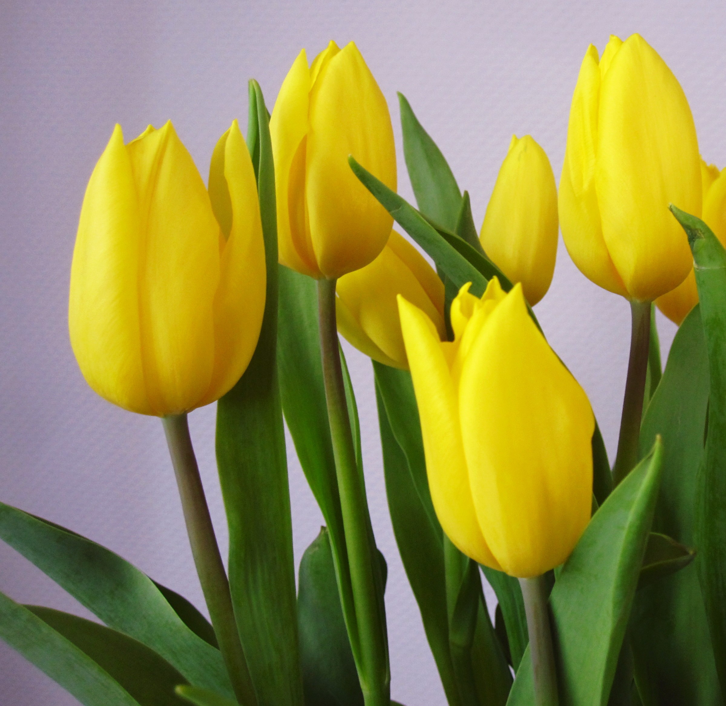 Flowers: Nature Tulips Tulip Flower Flowers Yellow Photography ...