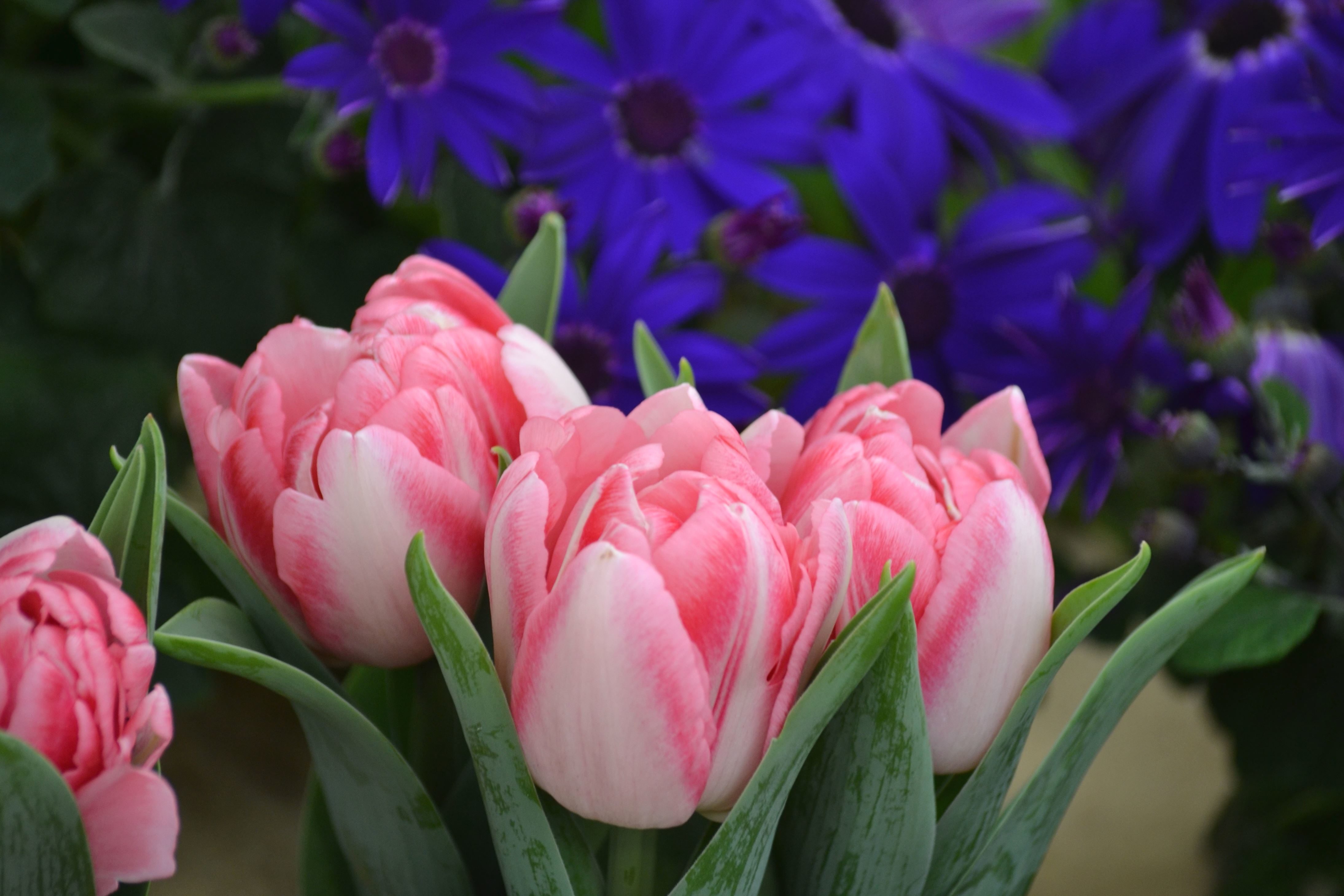 Free picture: tulips, vegetation, petals, pistil, spring, pink ...
