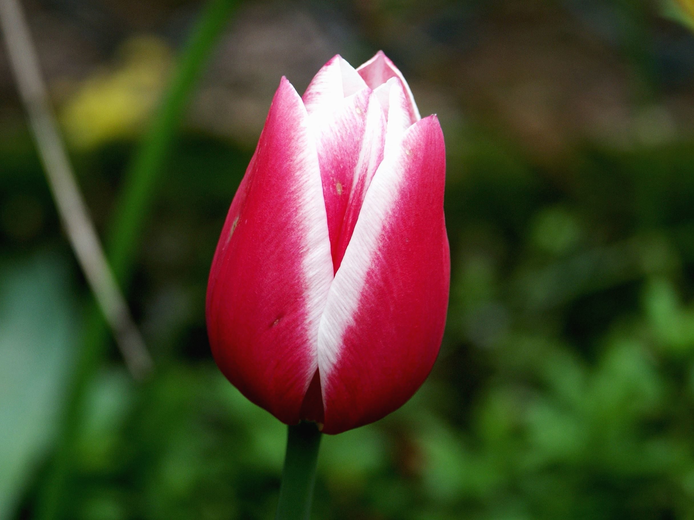 Free picture: bud, flower, petals, plant, garden, tulip