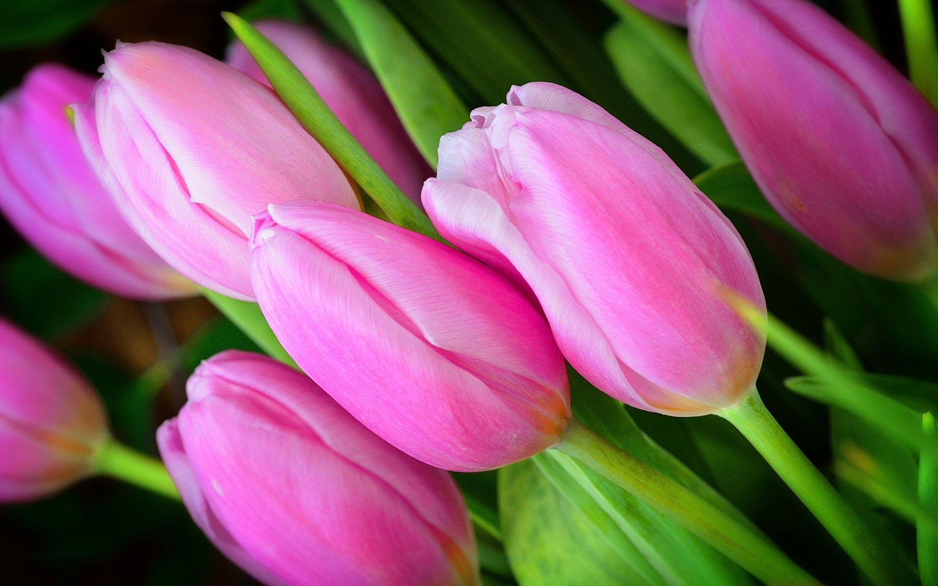 pink-tulip-buds-flower-11241 - Wall Paper