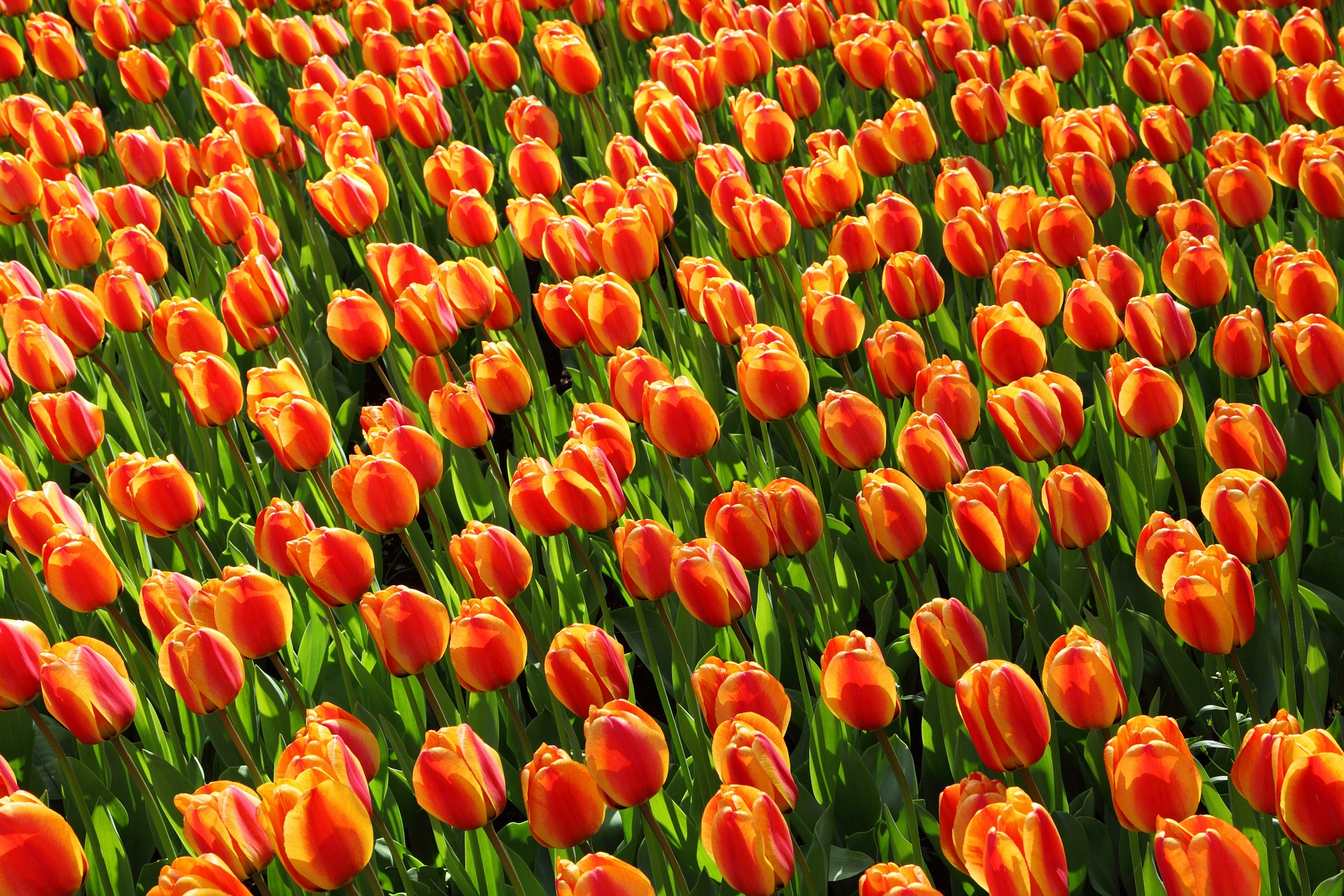 Tulip flowers photo