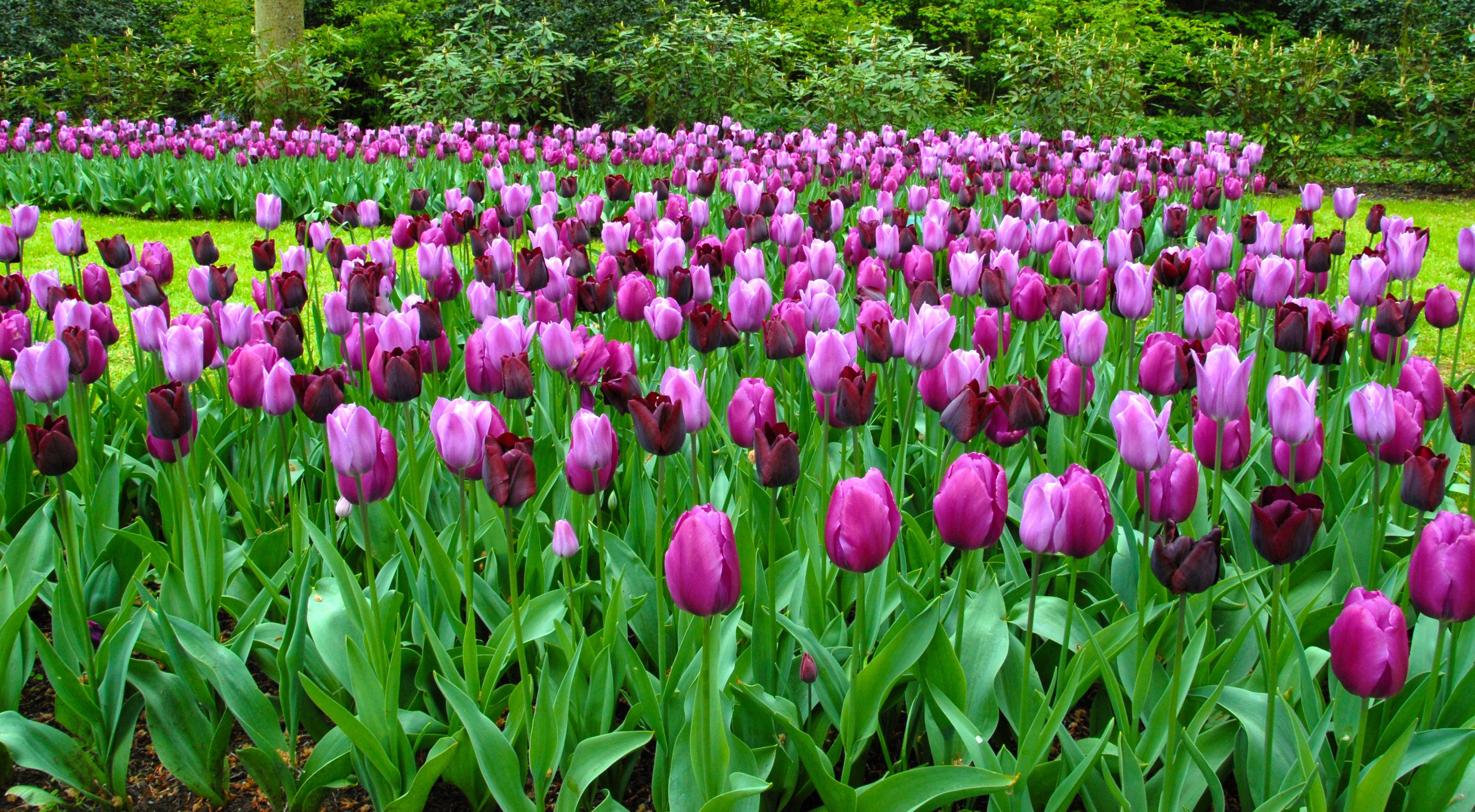 Tulip Garden State Collection - Black and Purple Tulips | DutchGrown