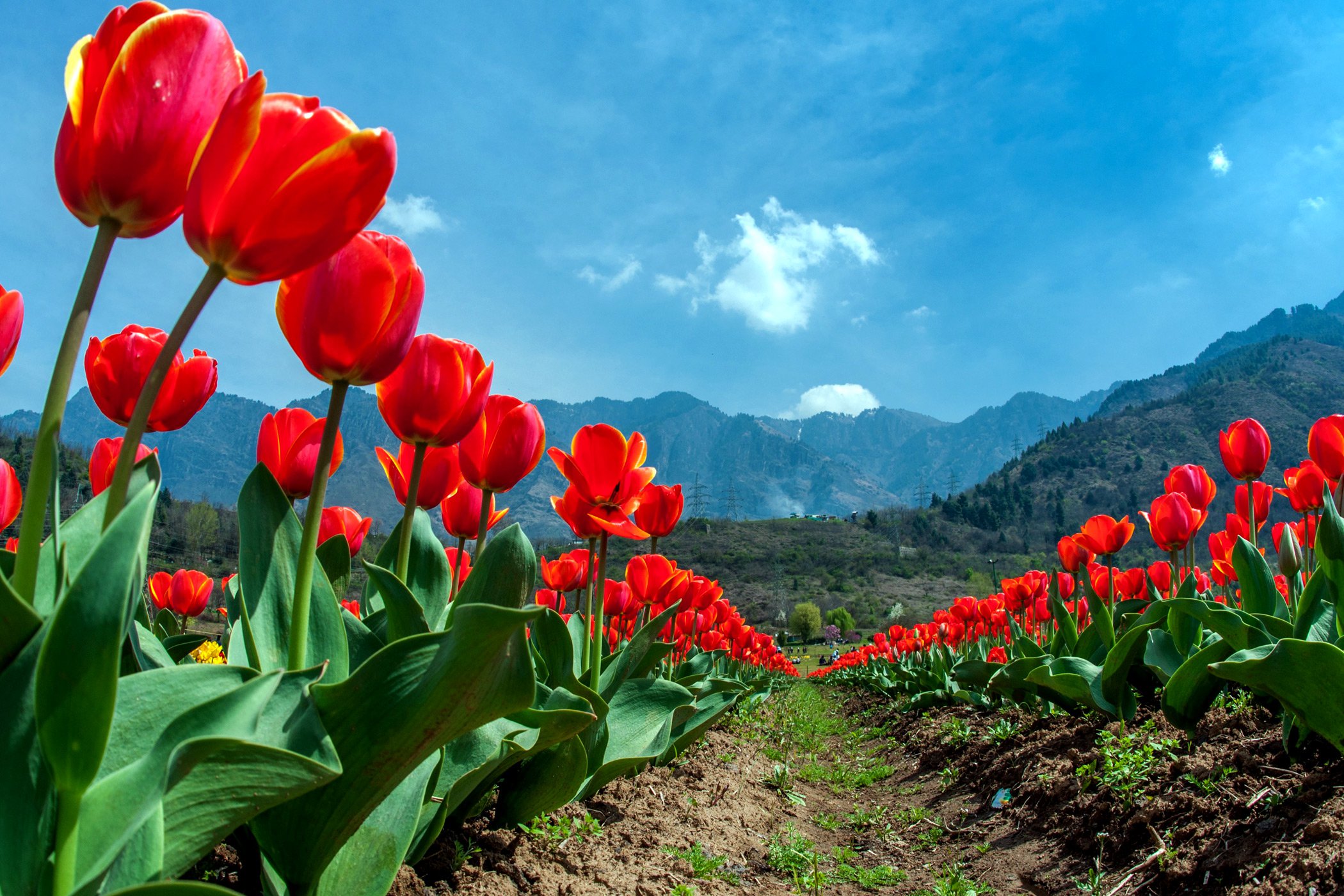 See Asia's Largest Tulip Garden in Full Bloom | Time.com