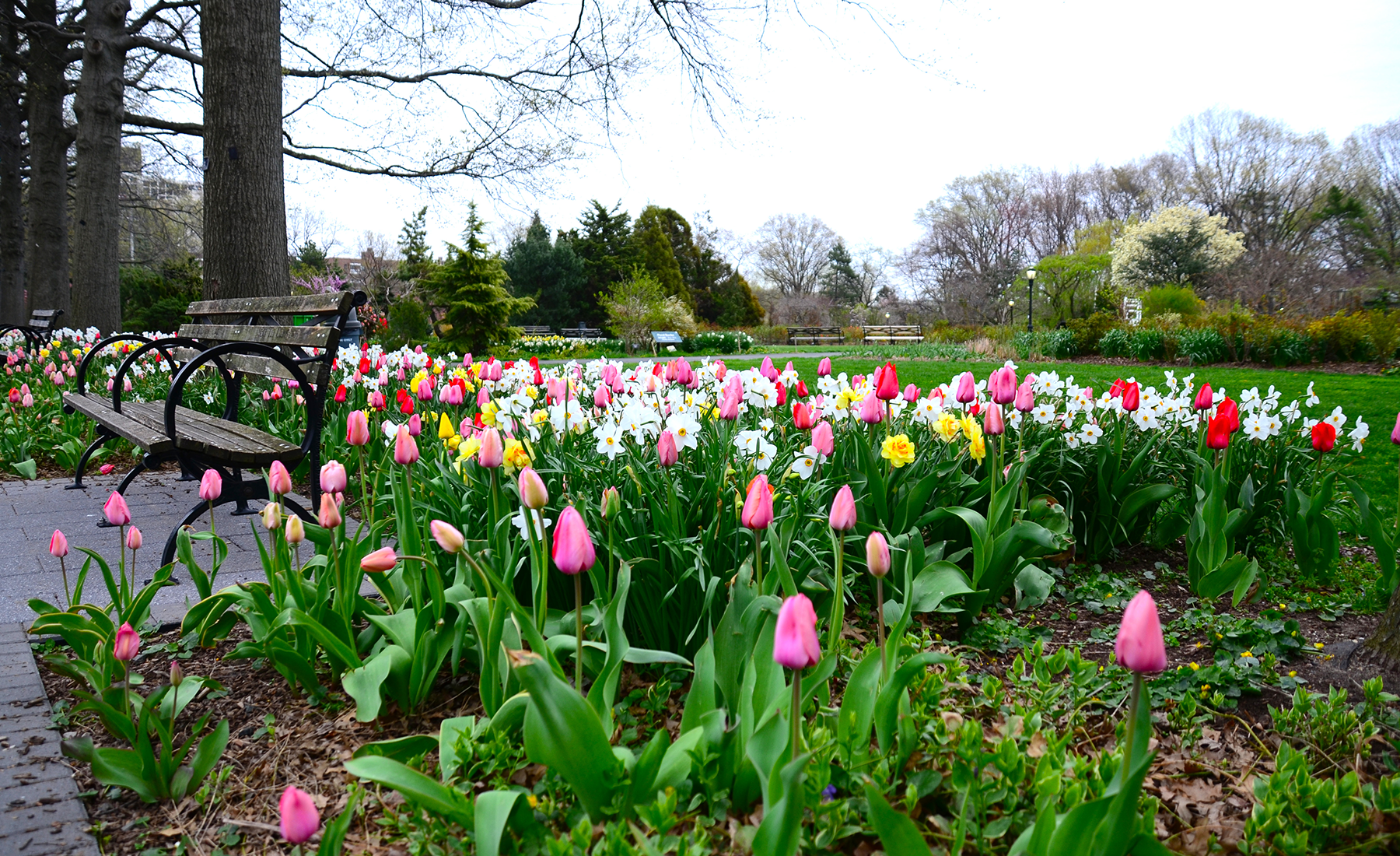 Tulip Time - Queens Botanical Garden