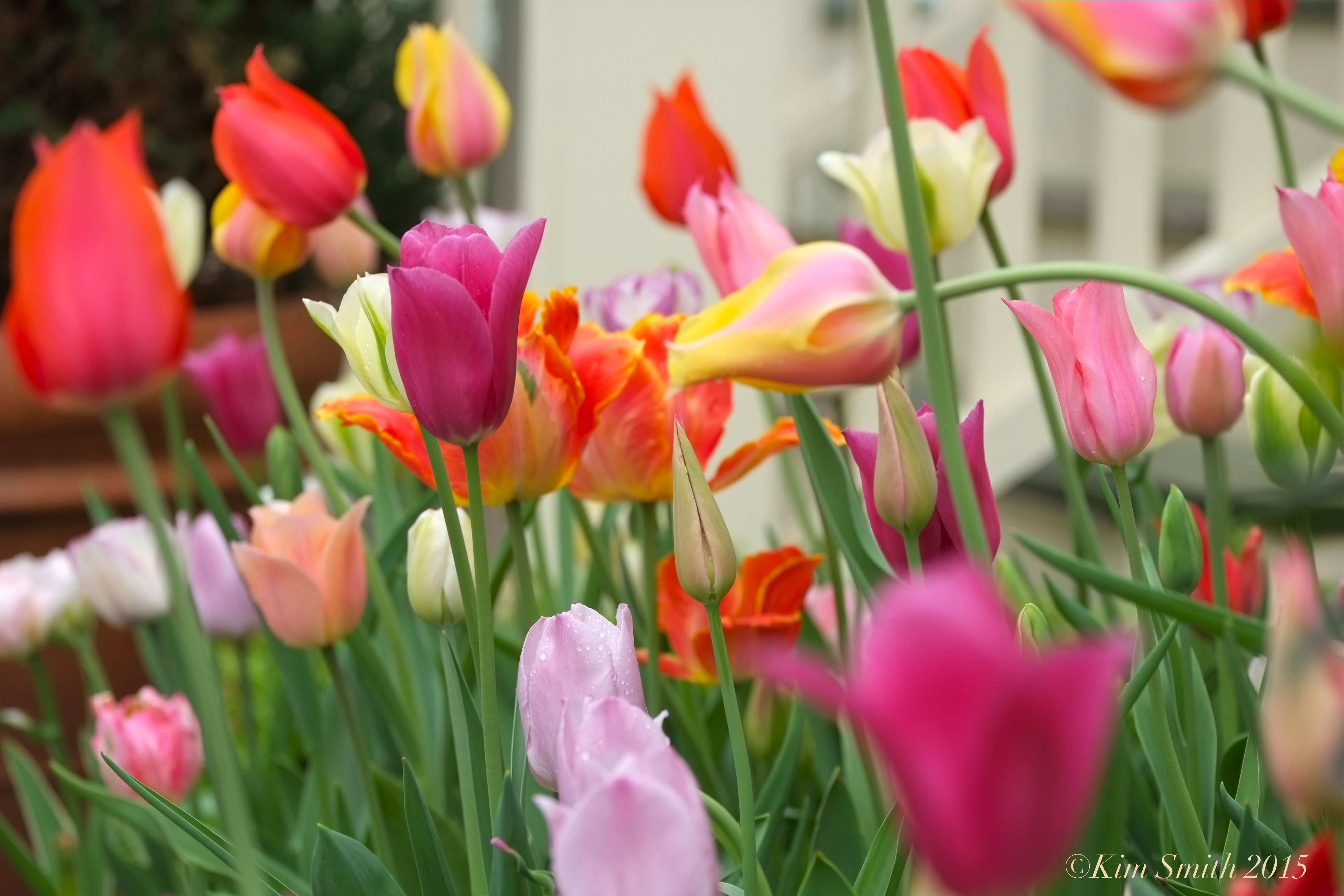 tulip garden | Kim Smith Designs