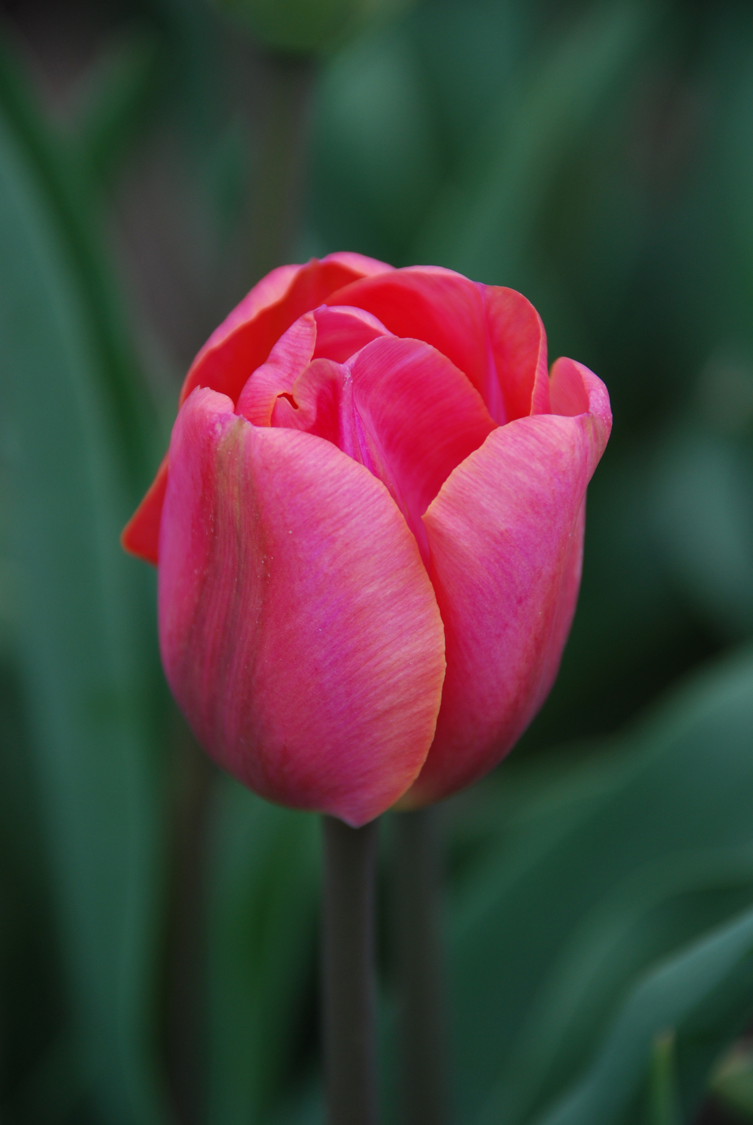 Carola- Tulip - Tulips of the Valley