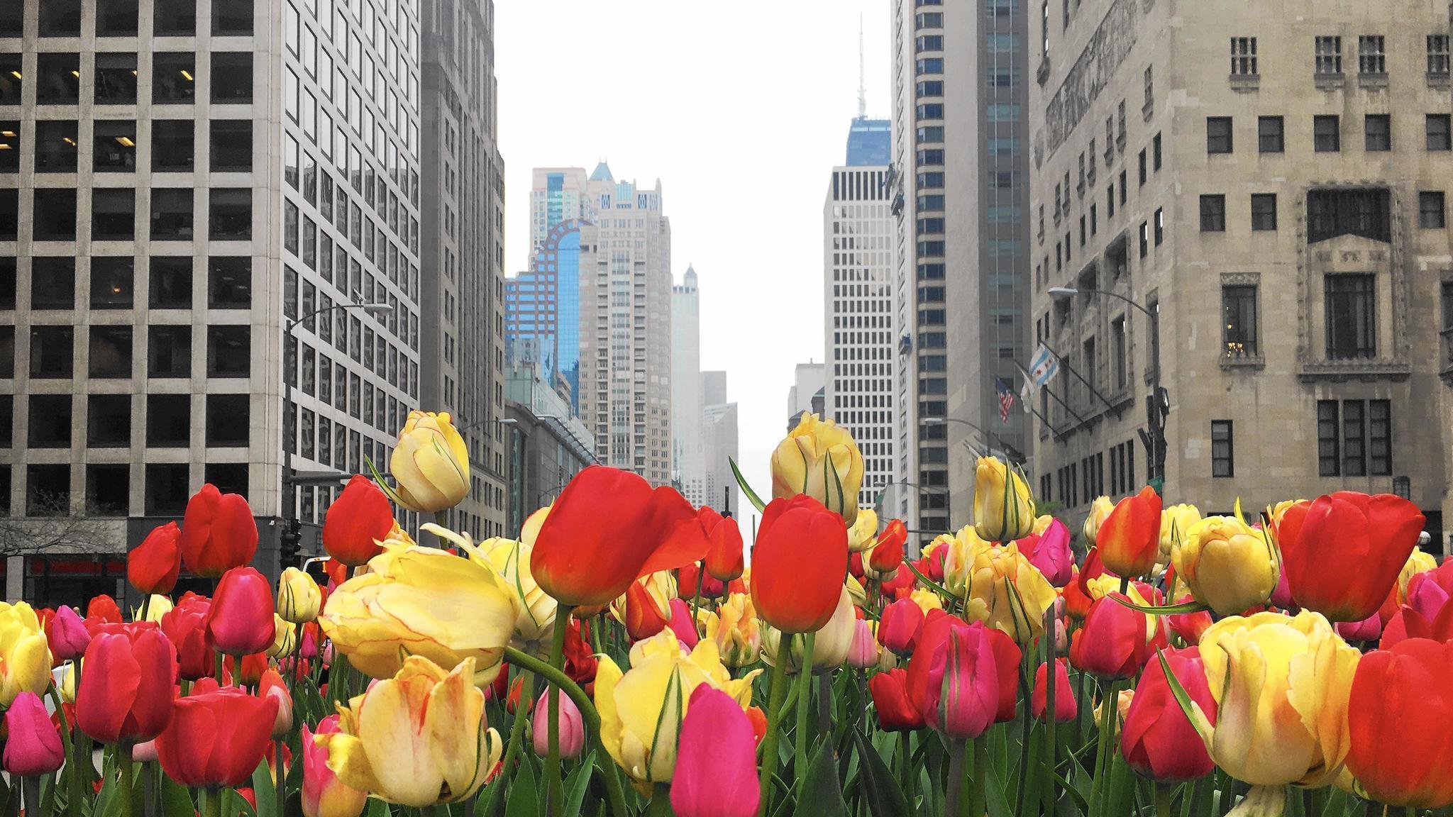 The interesting history behind Michigan Avenue's tulips - Chicago ...