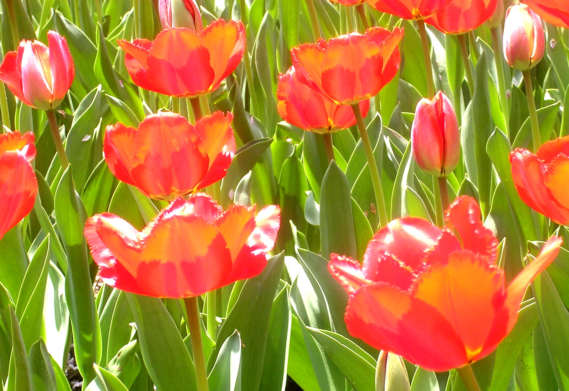 How Much Sunlight Do Tulips Need? - ProFlowers Blog