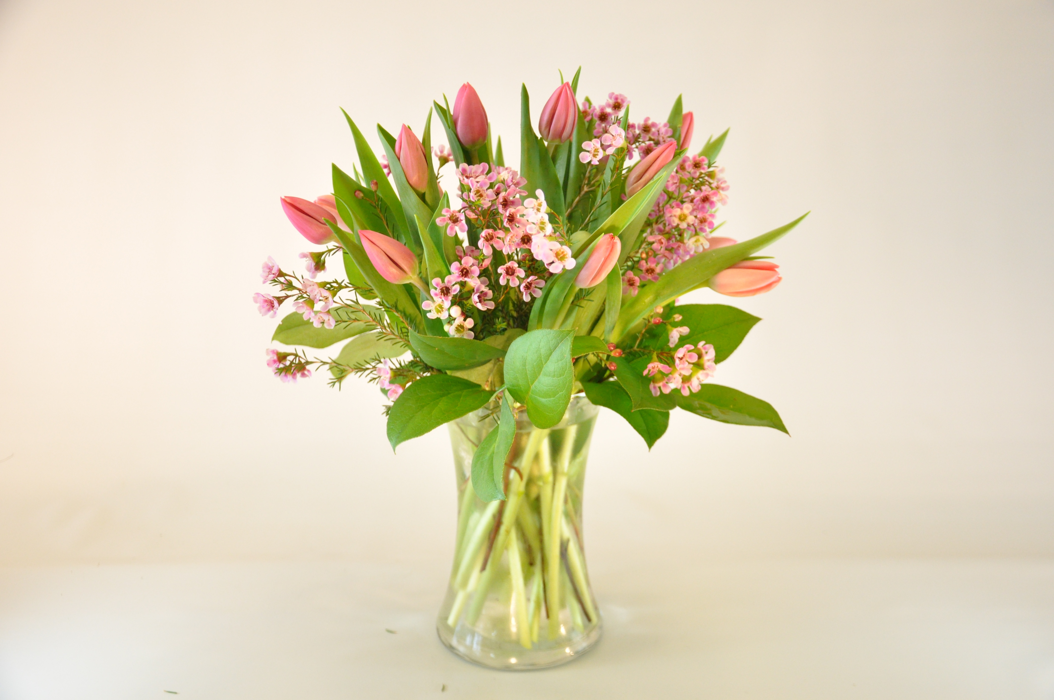 Tulips Rise in McLean, VA | Flowers & Plants, Etc.