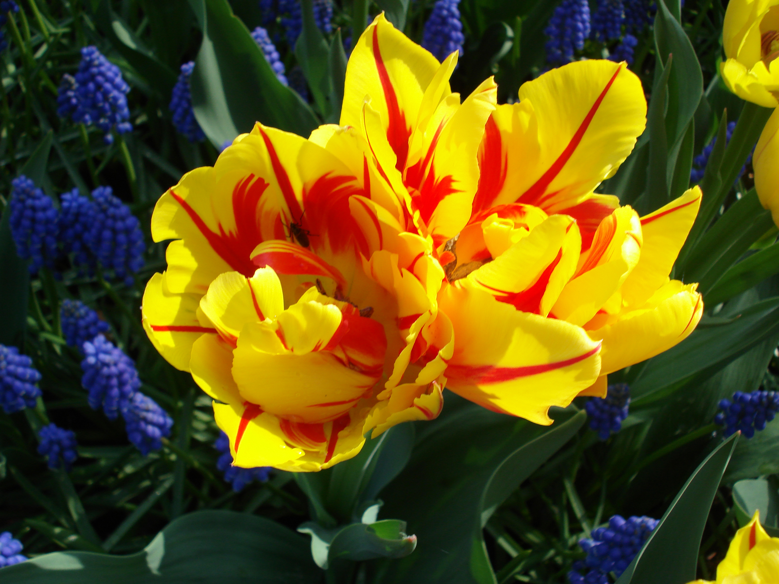 Living on Earth: Creating Tulips