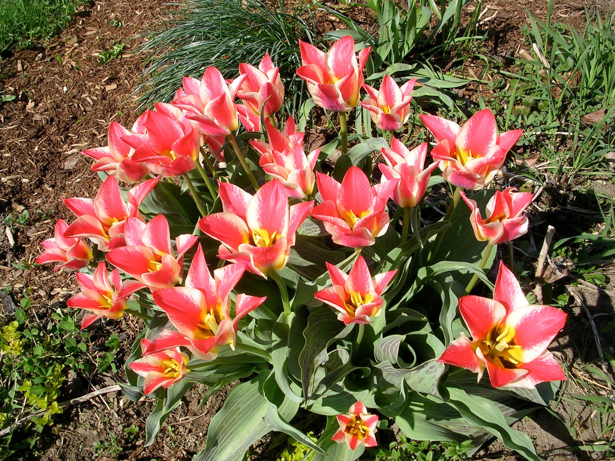 How to Grow: Tulips- gardening tulips- growing tulips- bulbs