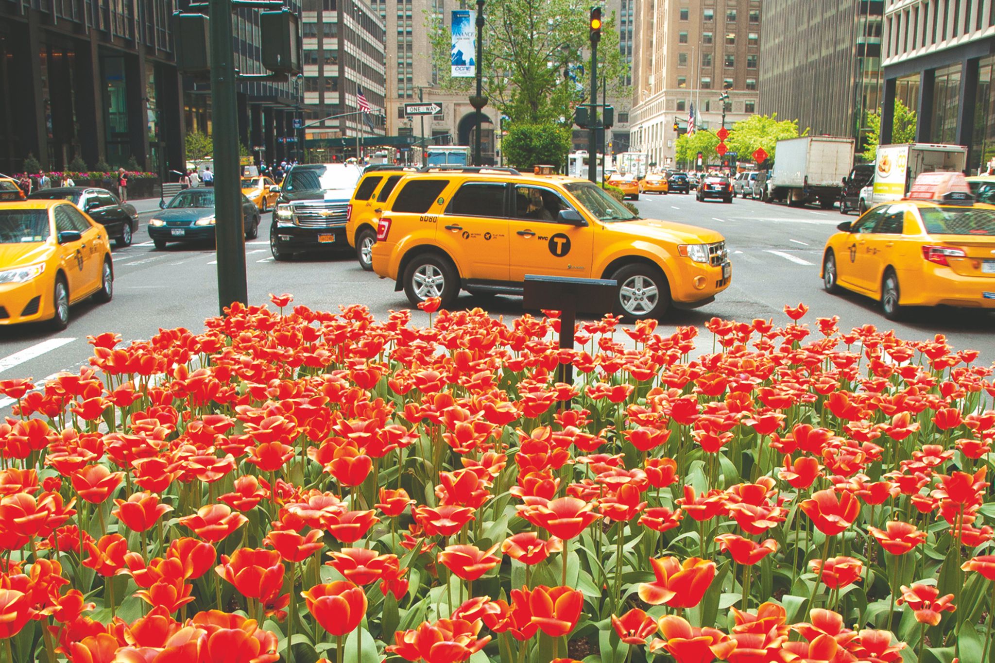 Stop and smell the Park Avenue tulips. Here's where they came from ...