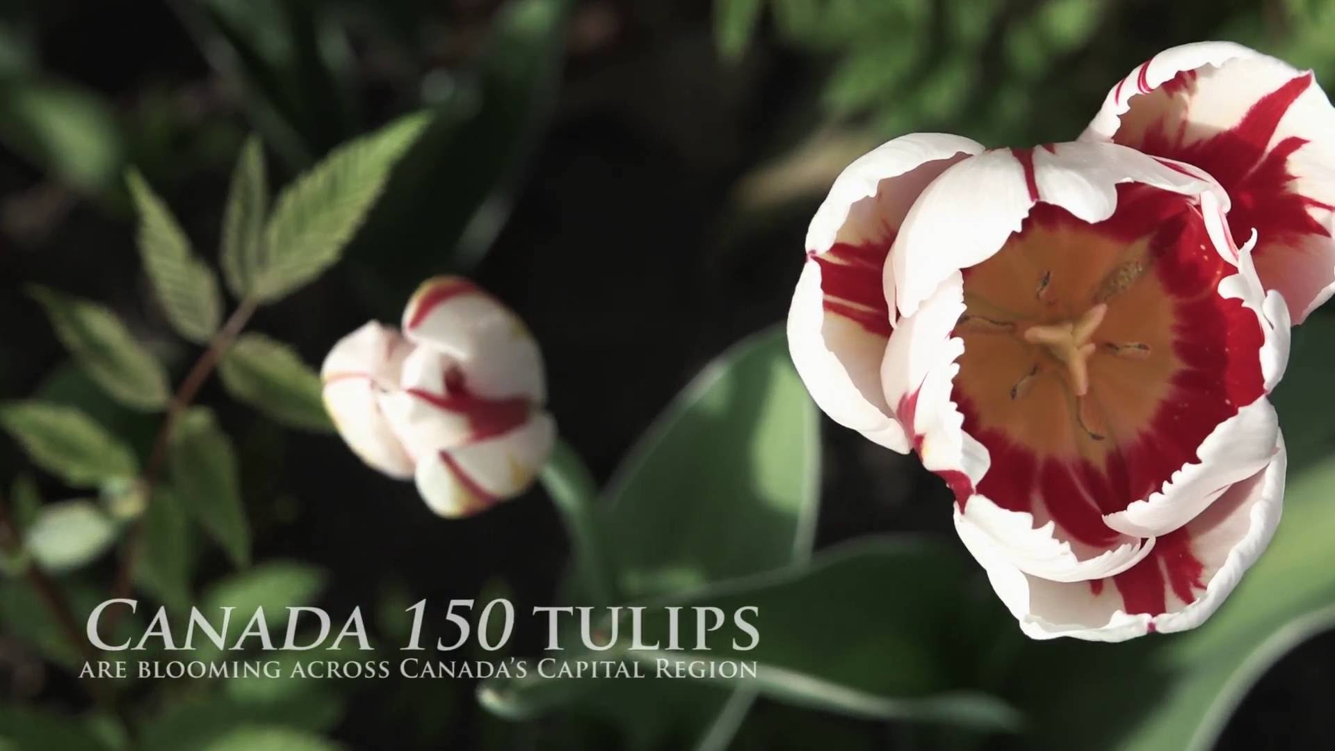 Canada 150 tulips are blooming across Canada's Capital Region - YouTube
