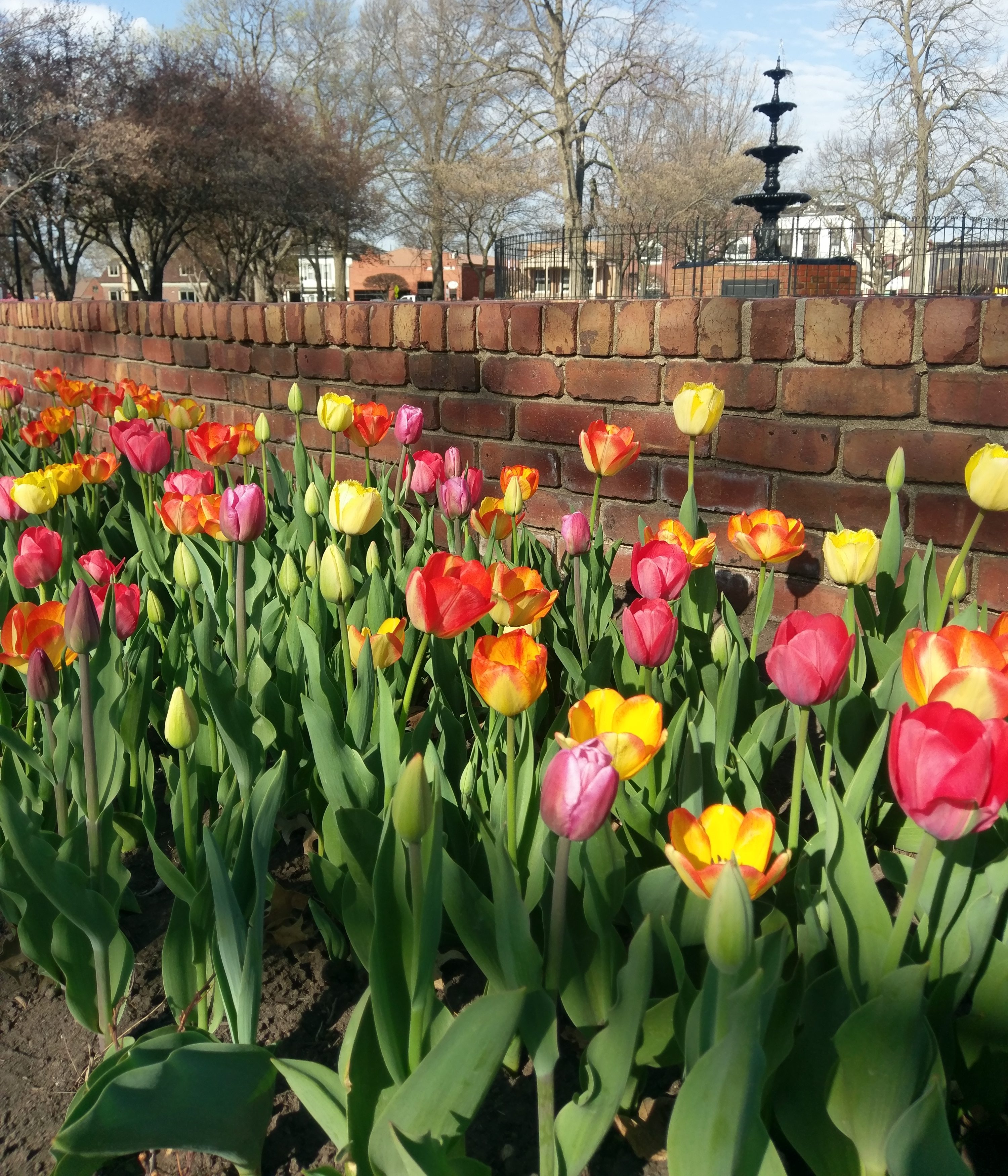 Tulips Reaching Peak Bloom Just in Time for 83rd Annual Festival ...