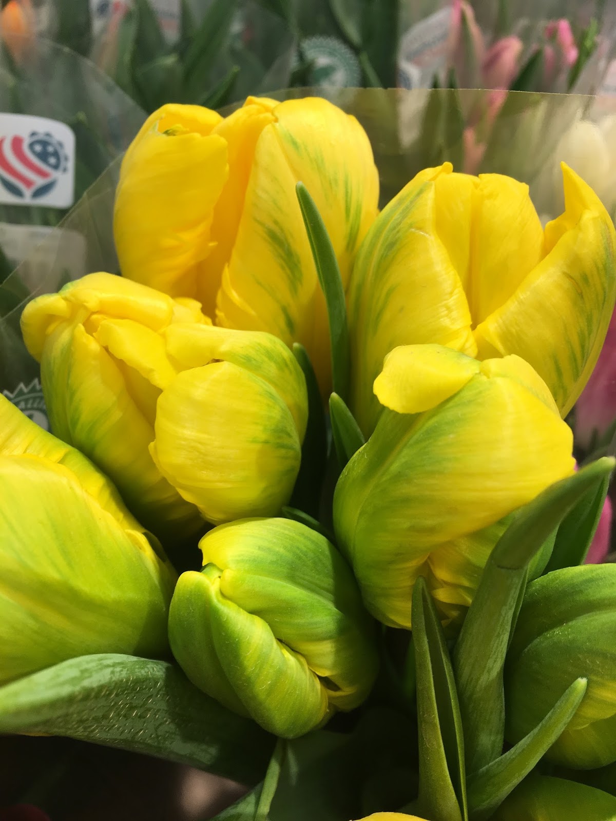 JeffCo Gardener: Variegated Tulips: Beauty From a Virus By Olivia Tracy