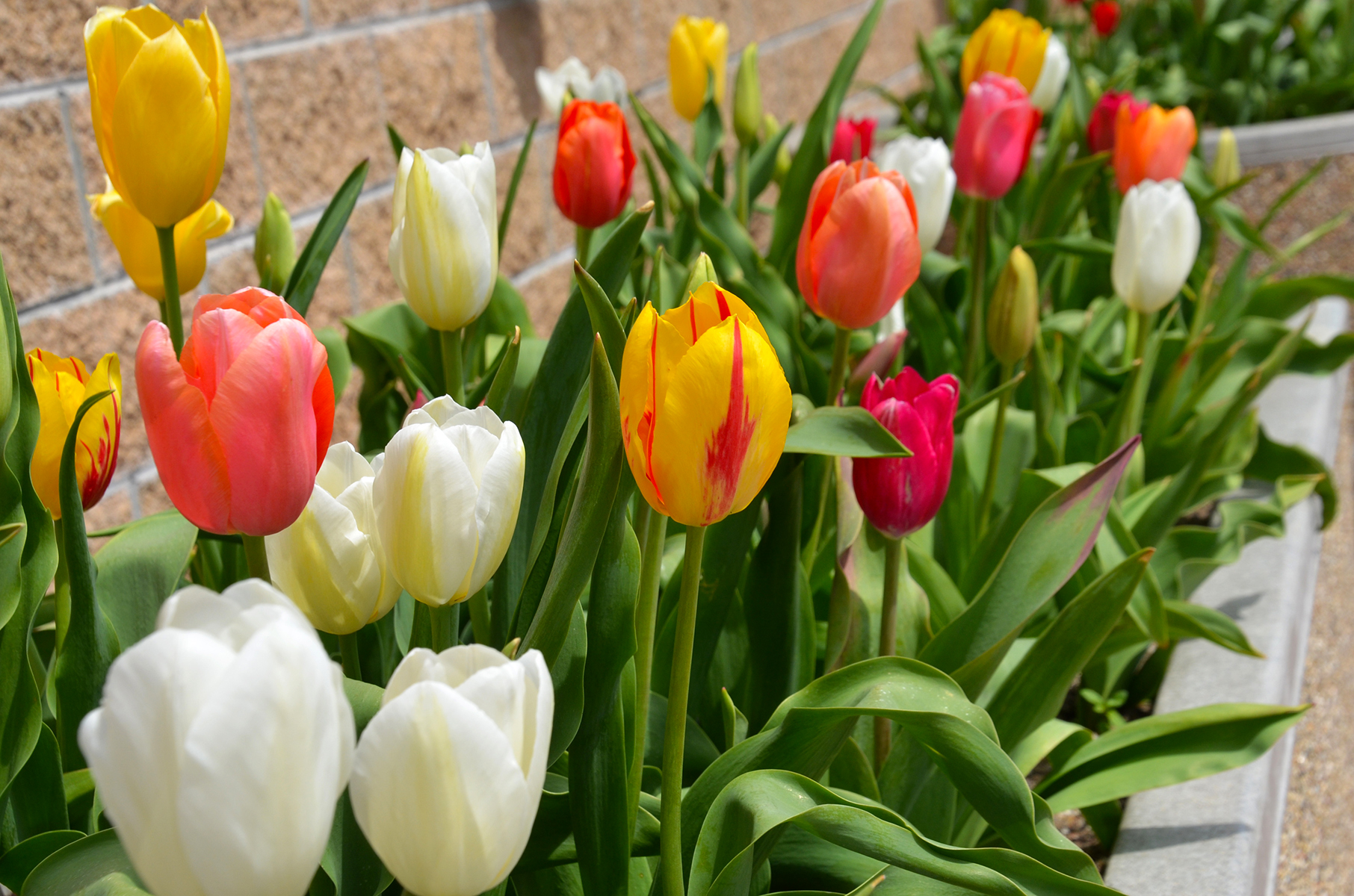 Community invited to enjoy tulips at Evangel University | Evangel ...
