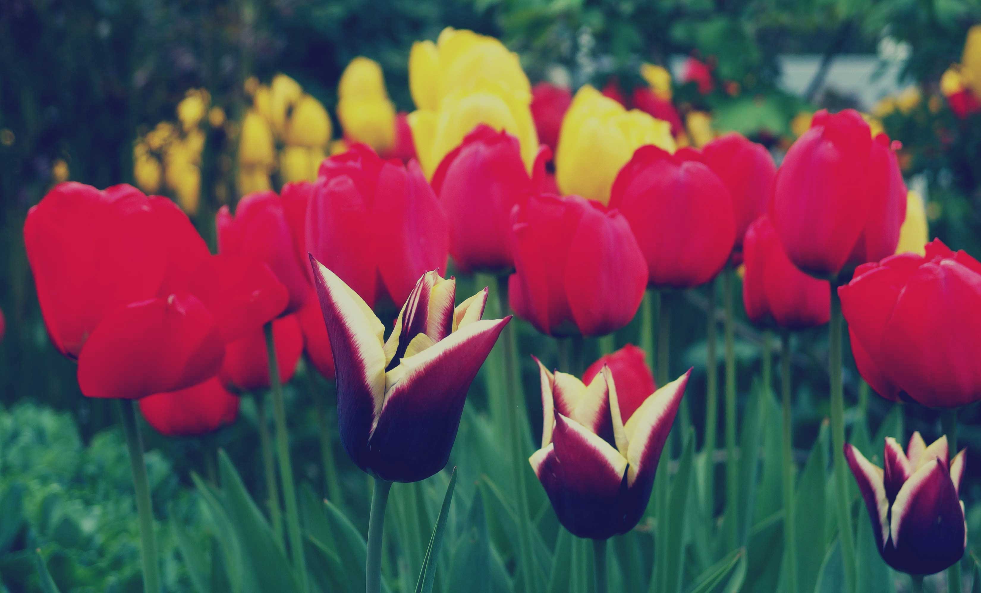 Free Image: Tulips | Libreshot Public Domain Photos