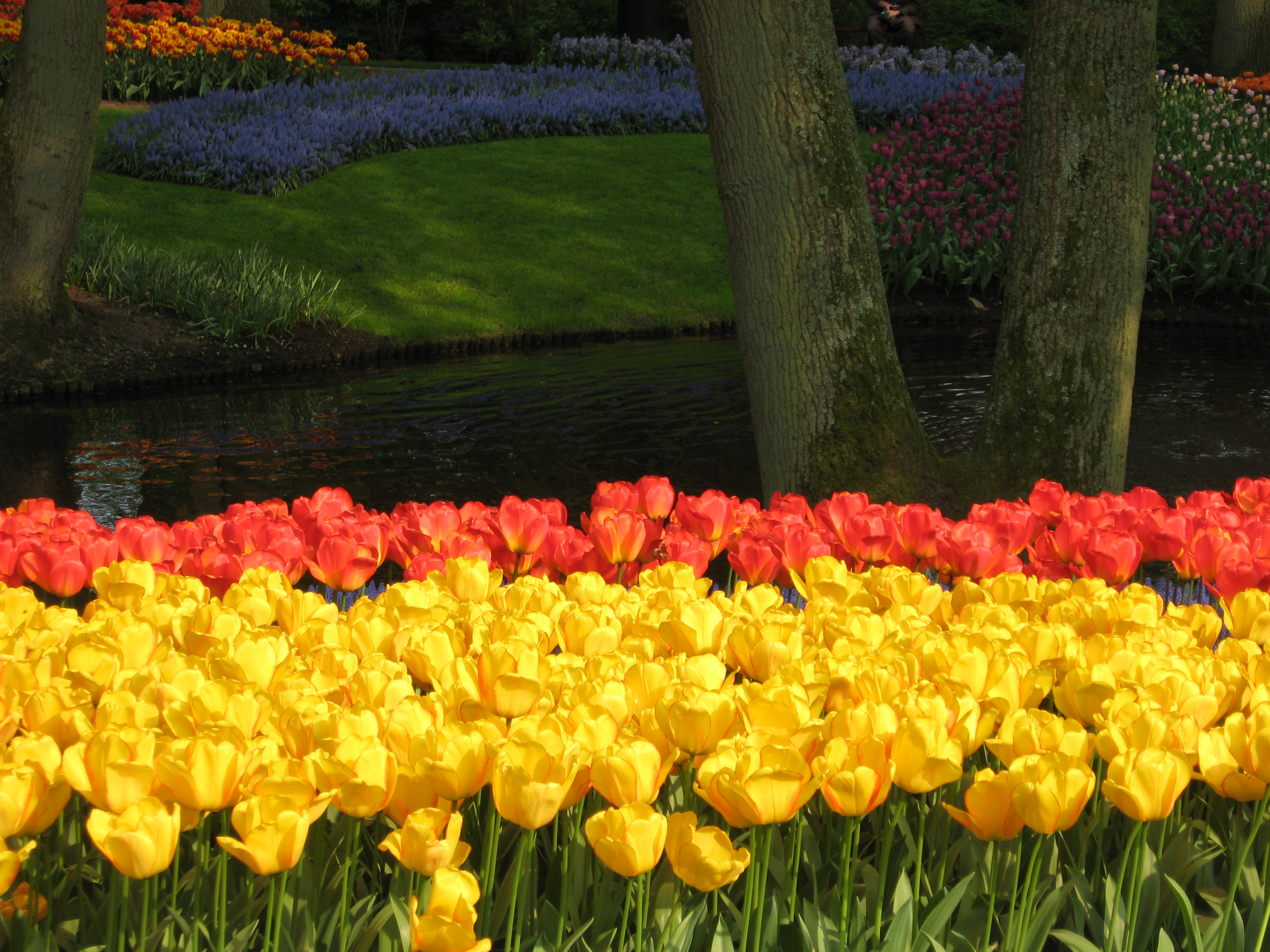 Holland Southern Tulip Tour Bike and Barge Tour - Netherlands | Tripsite