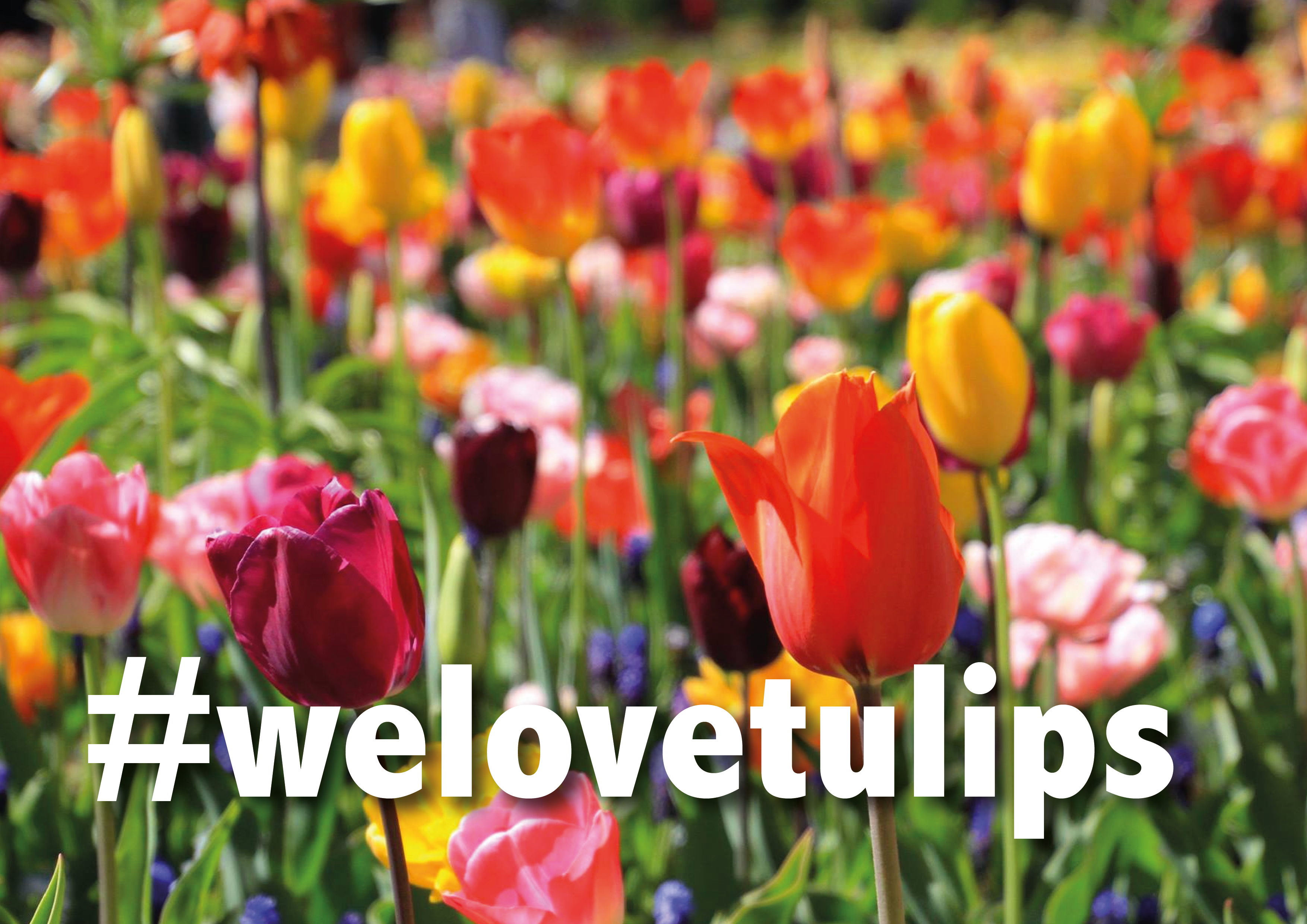 About tulips Archives - Countryside Amsterdam Holland