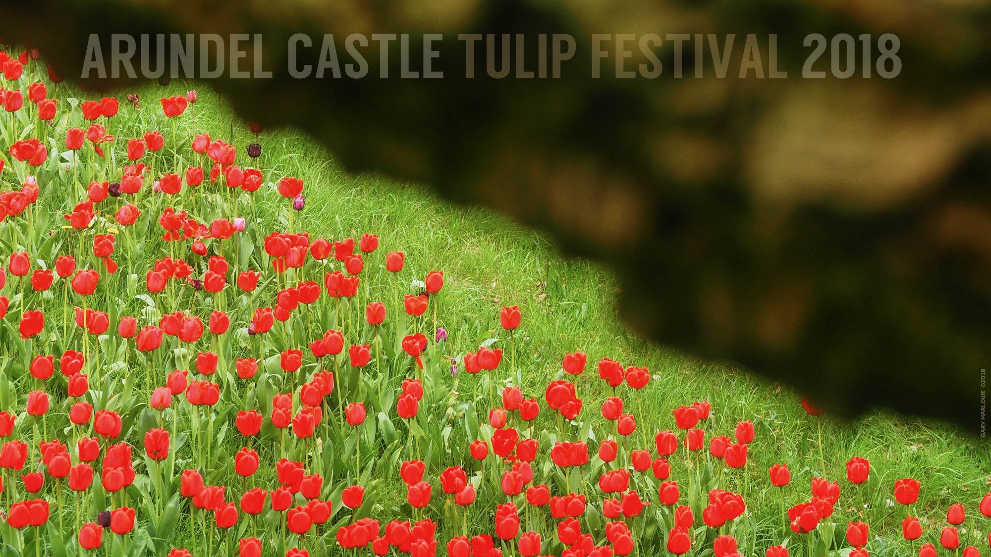 Shot! The 2018 Arundel Castle Tulip Festival – Gary Marlowe – Medium