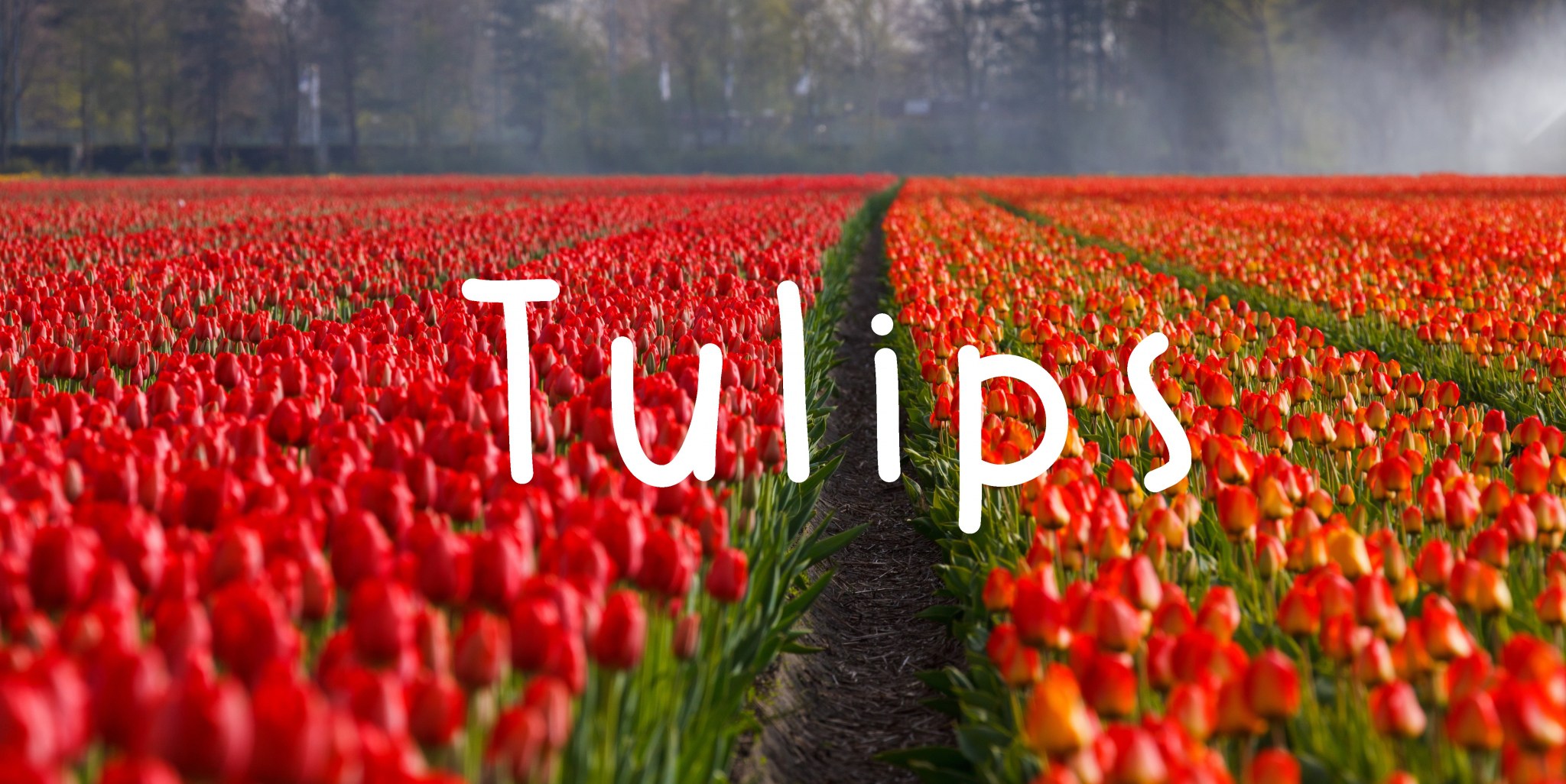 Tulips – The Ministry of Poetic Affairs