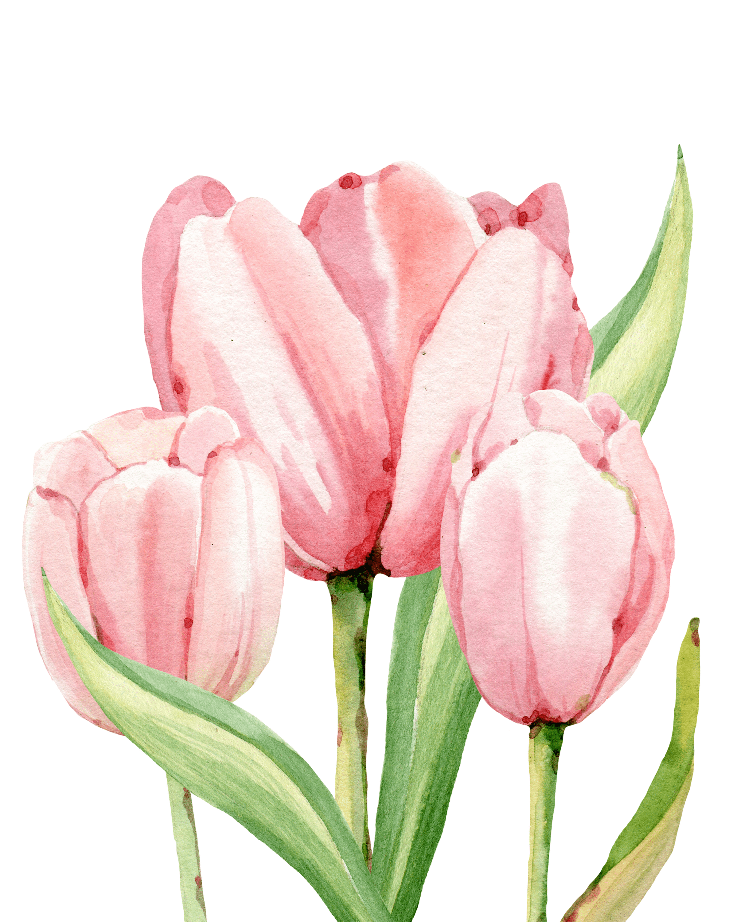 Watercolor Tulips Free Print | Refresh Restyle
