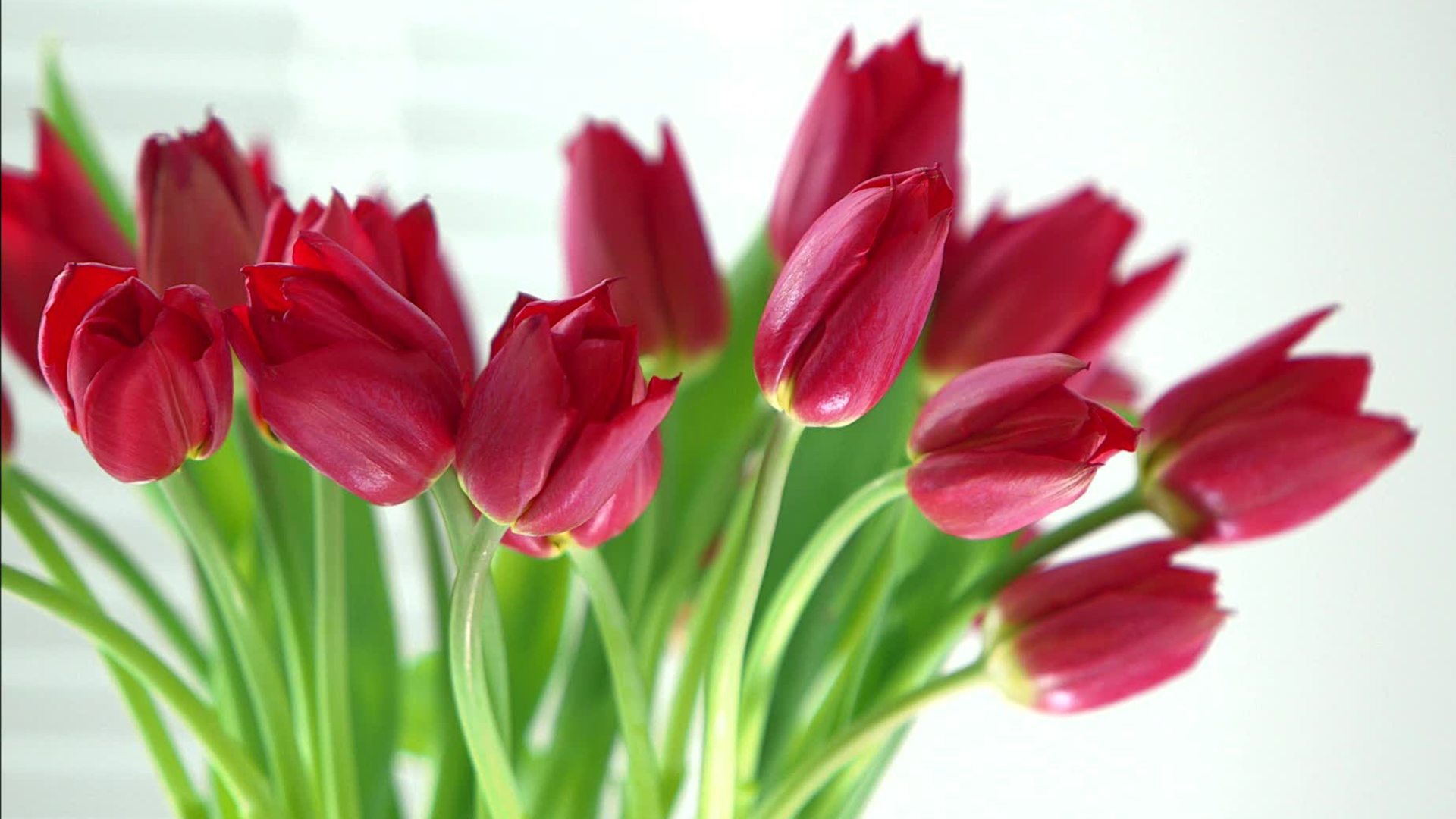 All About Tulips Video | HGTV