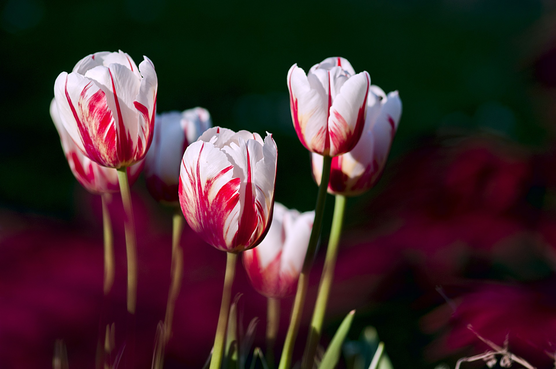 Planting Tulip Bulbs in Winter | The Old Farmer's Almanac