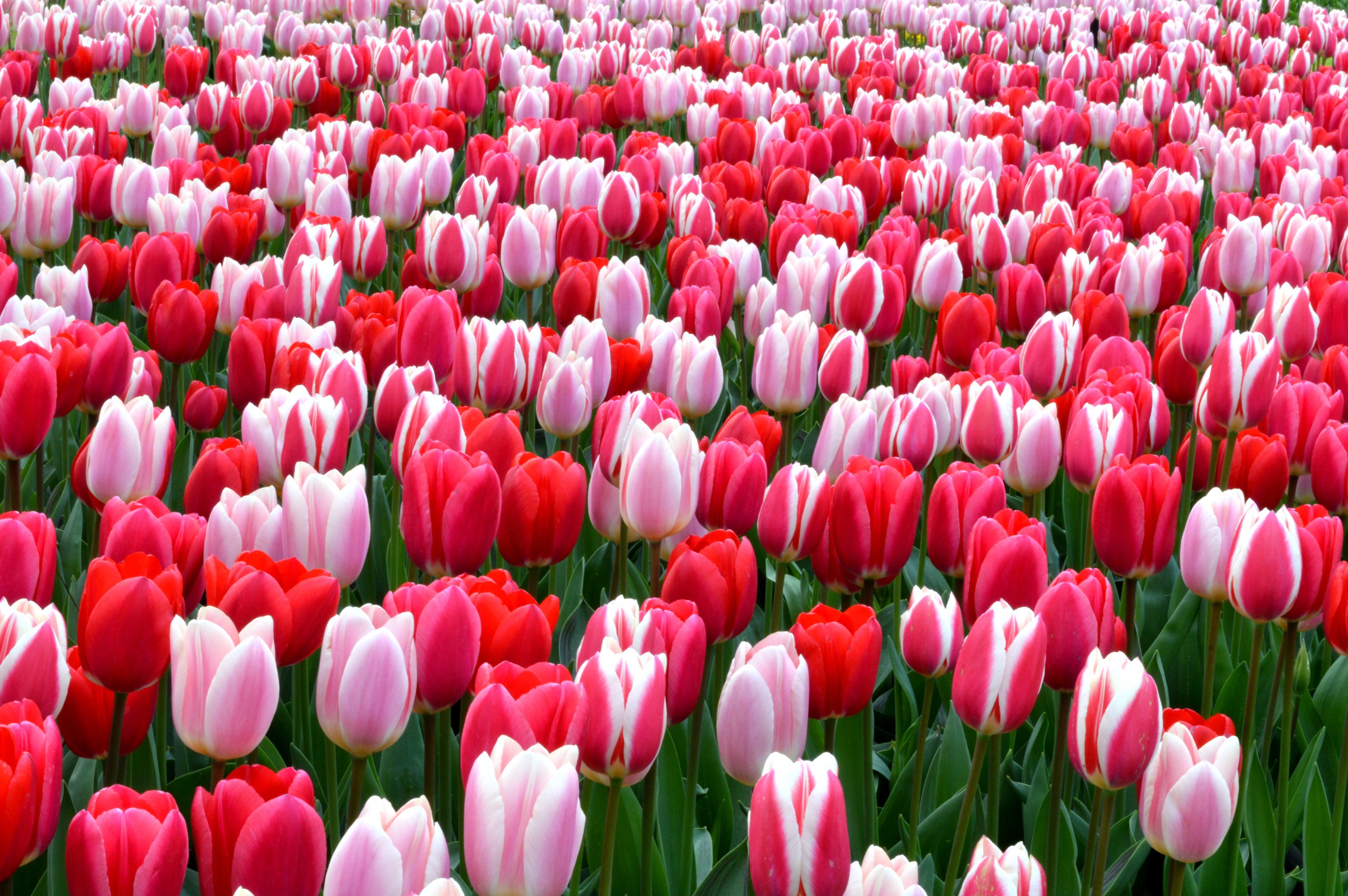 Tulip Strawberry Fields Collection - Tulip Bulbs | DutchGrown Official