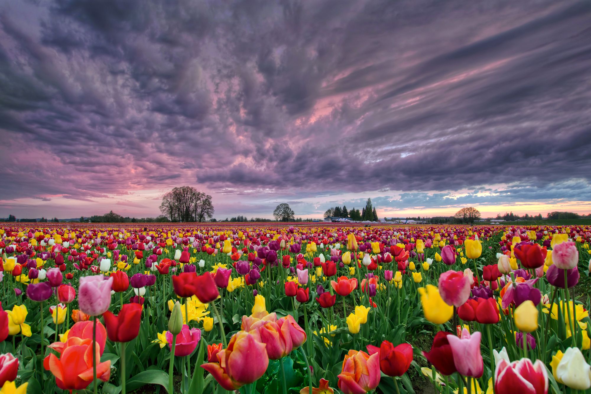 Tulip Facts - What to Know About Tulips