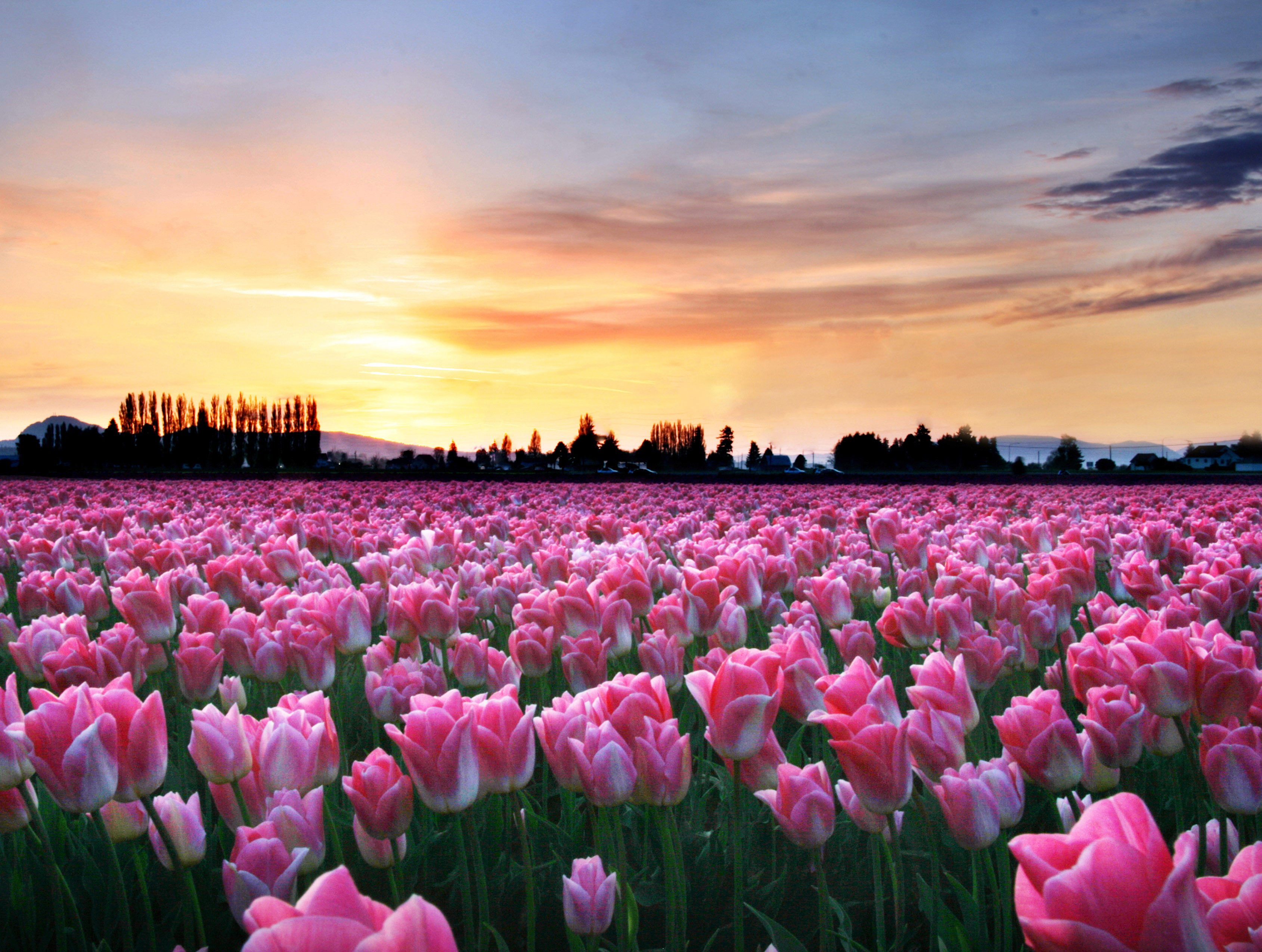 SKAGIT VALLEY TULIP FESTIVAL - Andy Porter Images