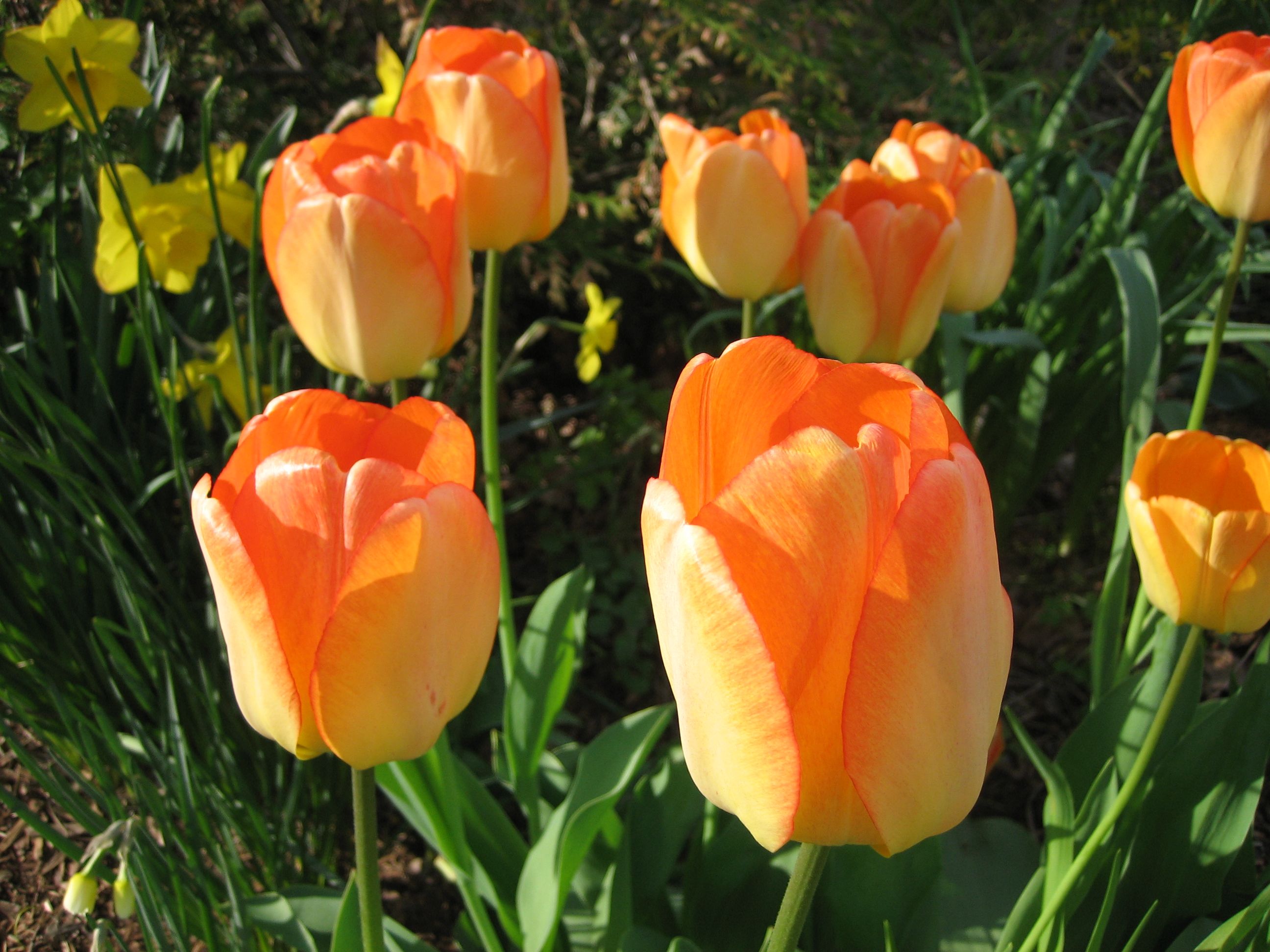 Long-lasting Darwin tulips | Garden Making