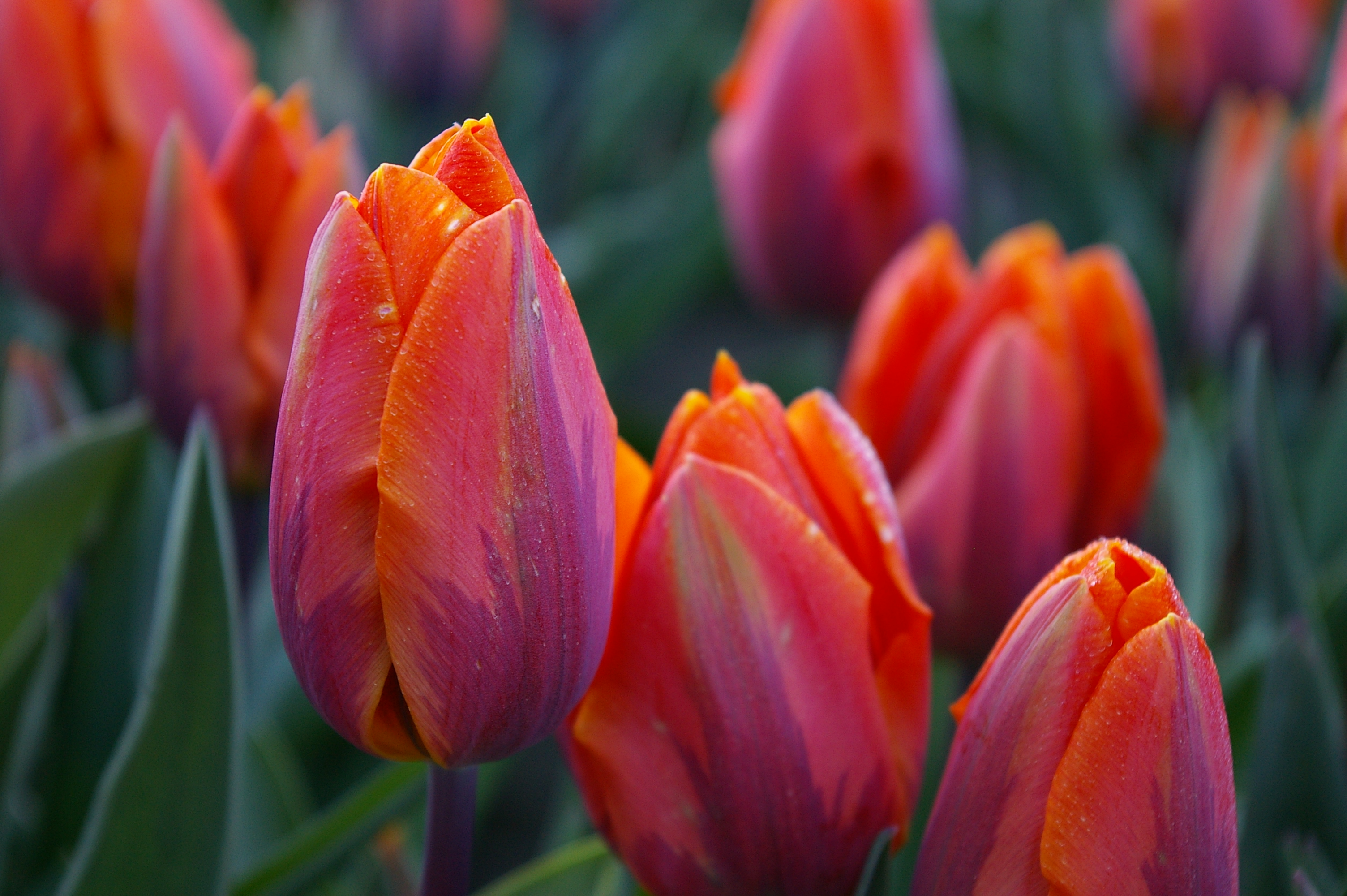 Princess Irene- Tulip - Tulips of the Valley