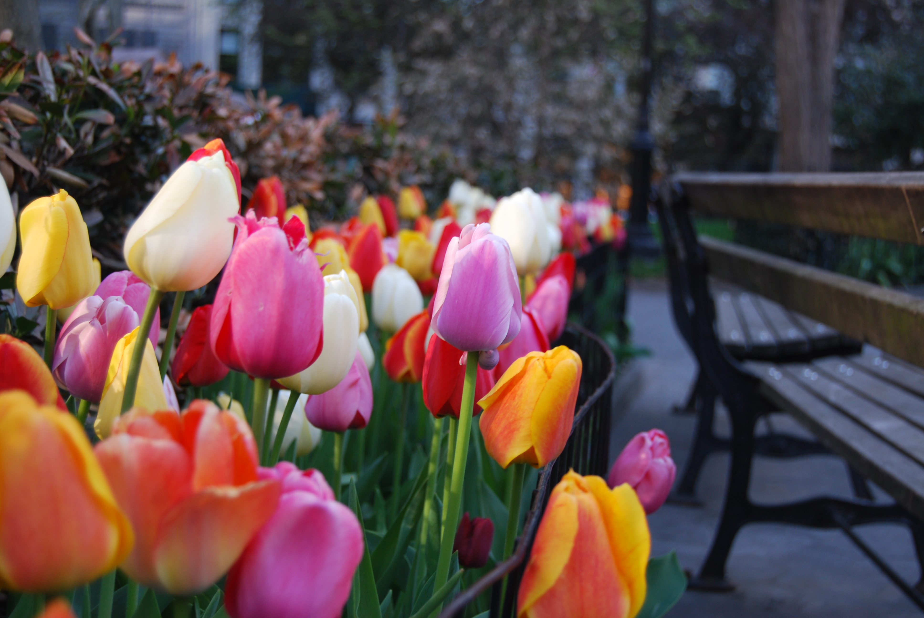 Tulip Displays - Madison Square Park Conservancy